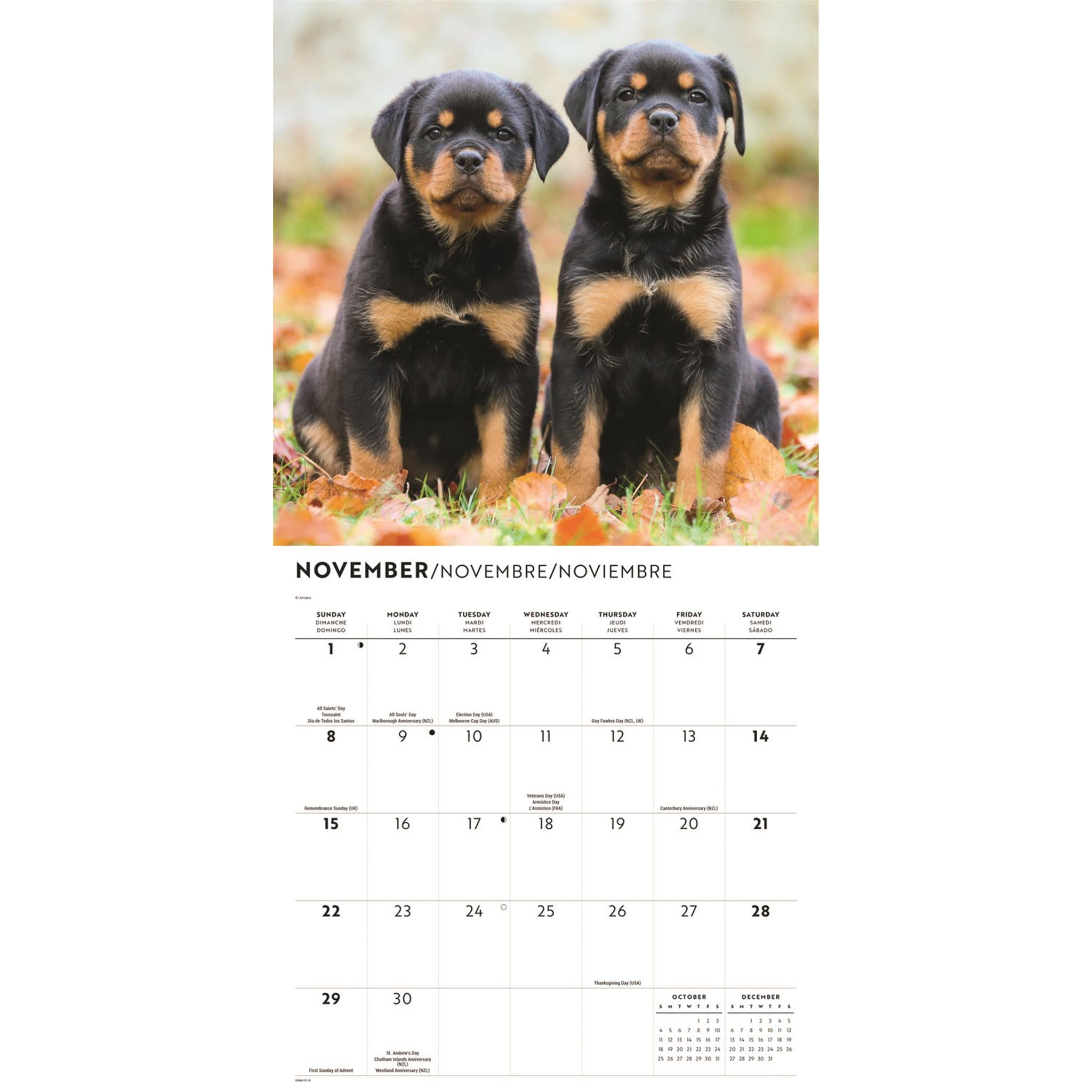 Rottweiler Puppies 2026 Wall Calendar