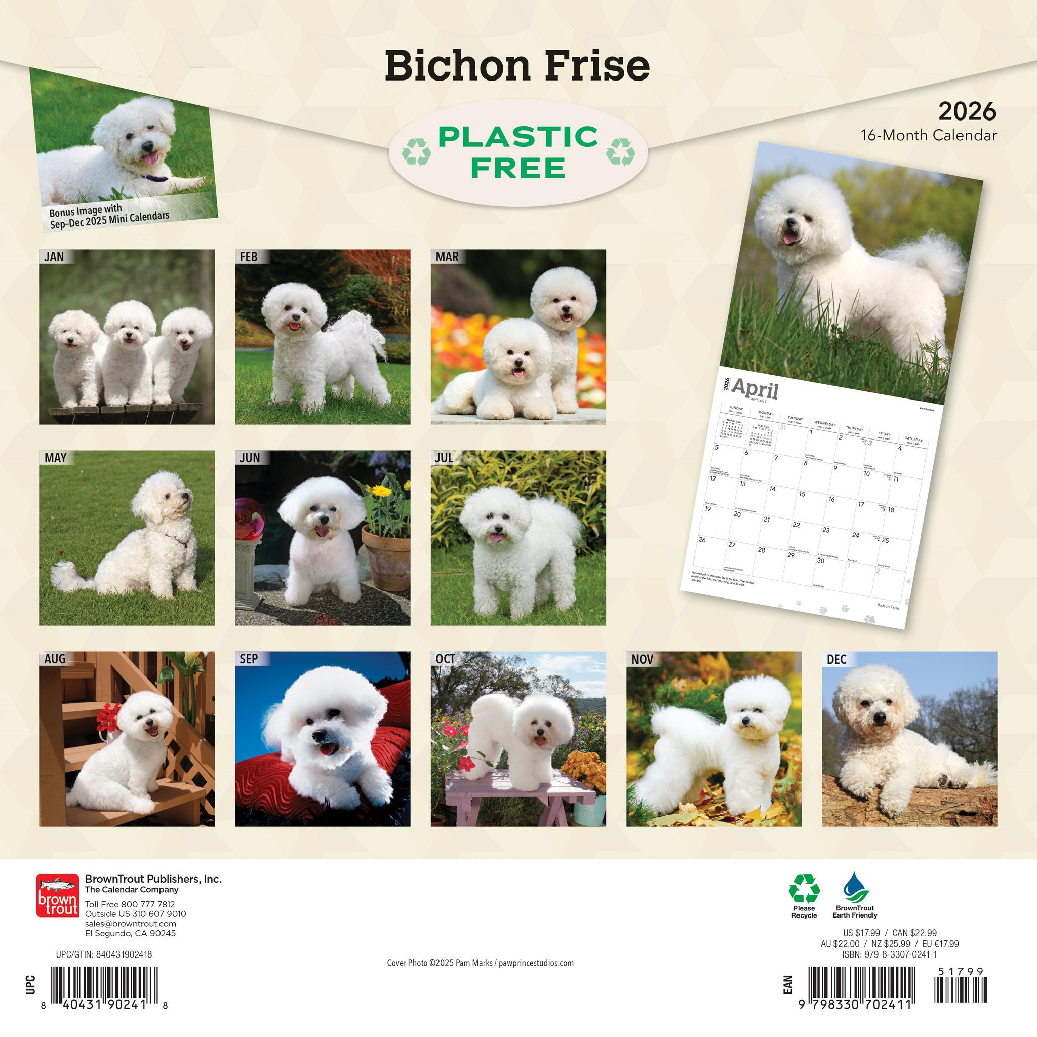 Calendrier mural Bichon Frisé 2026 - Disponible uniquement en ligne