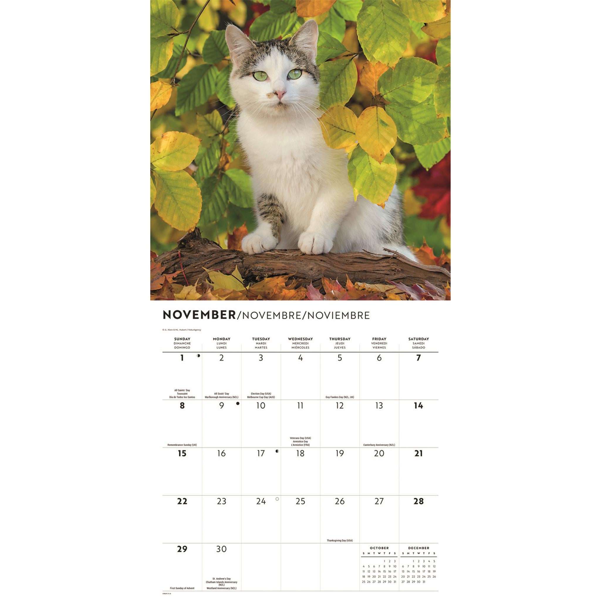 Calendrier mural Amour des chats 2026