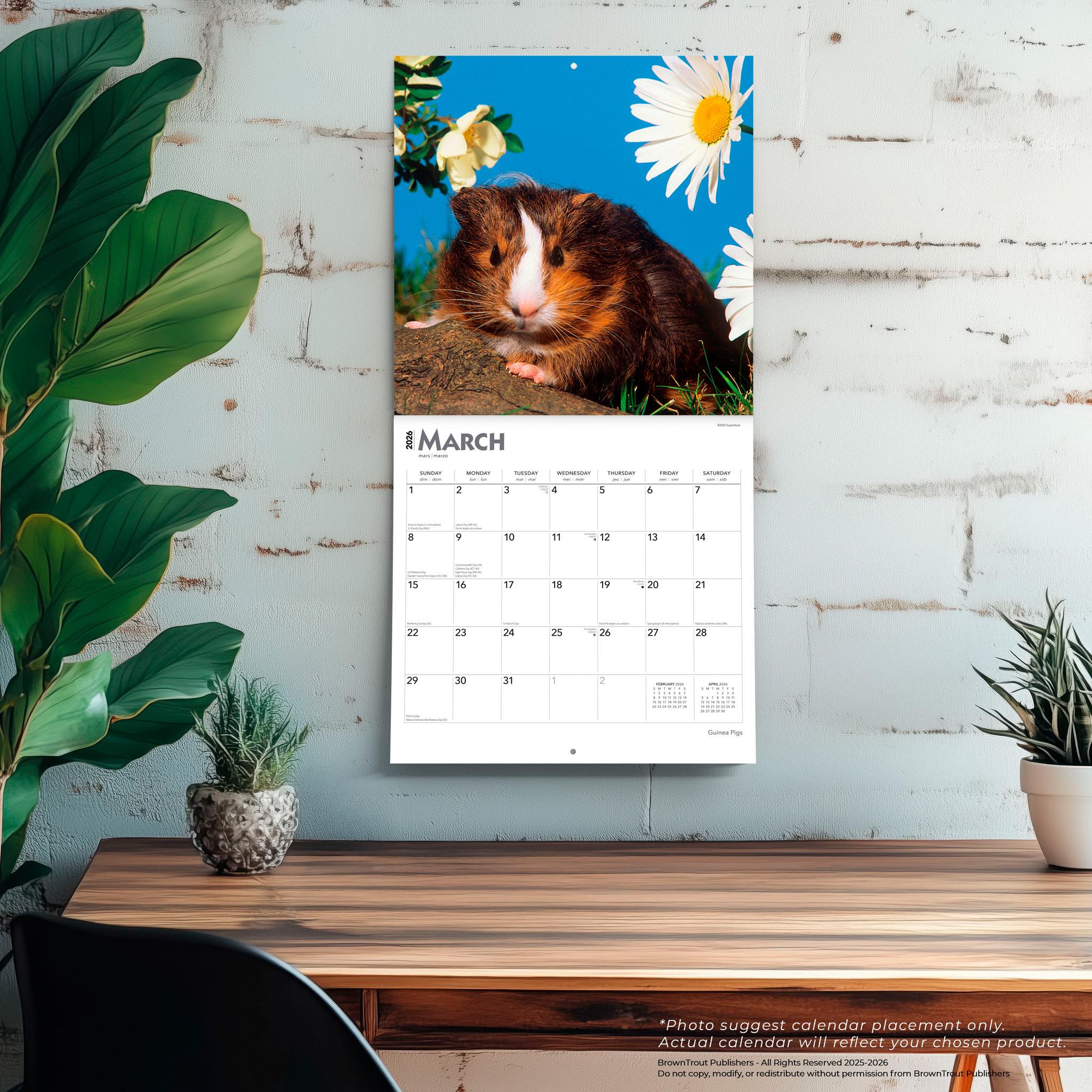 Guinea Pigs 2026 Wall Calendar