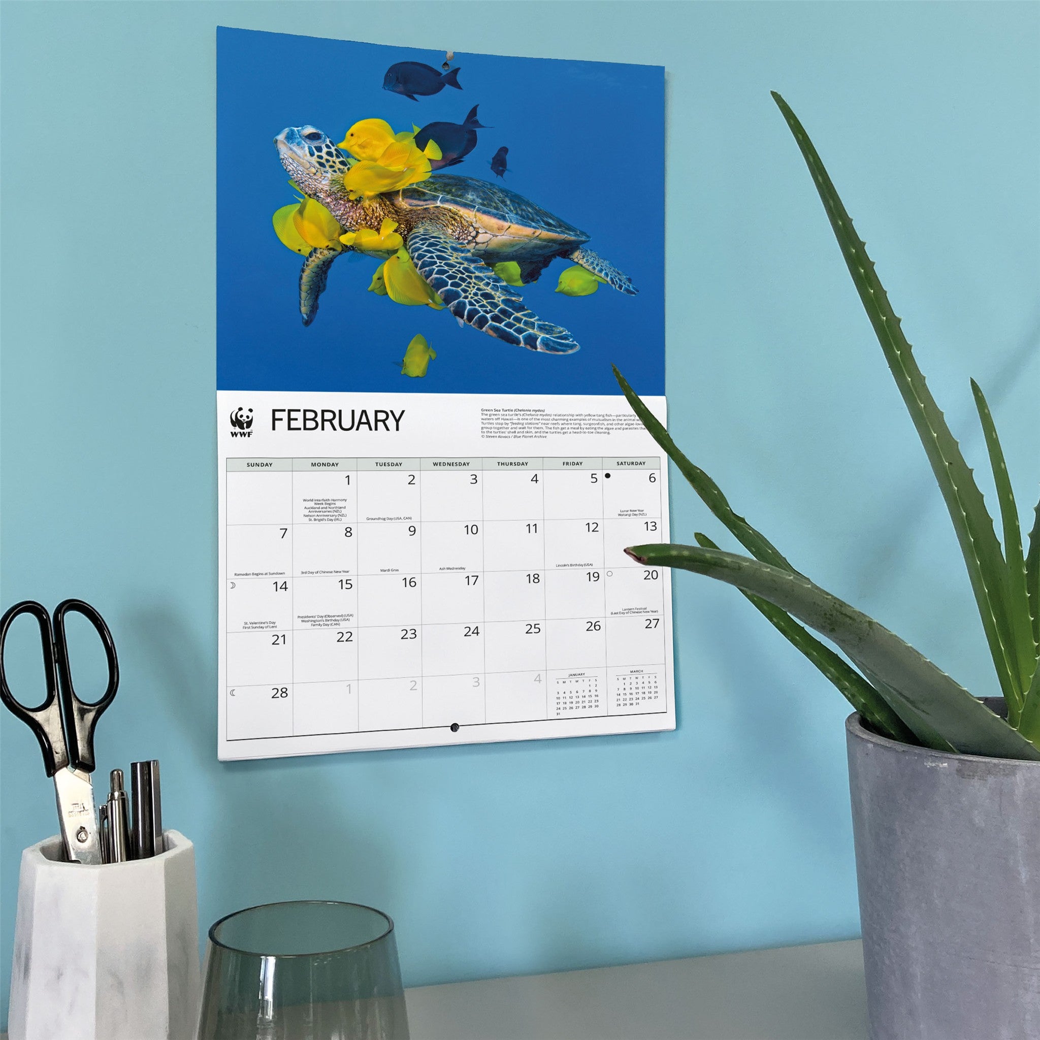 Calendrier mural Tortues marines du WWF 2027
