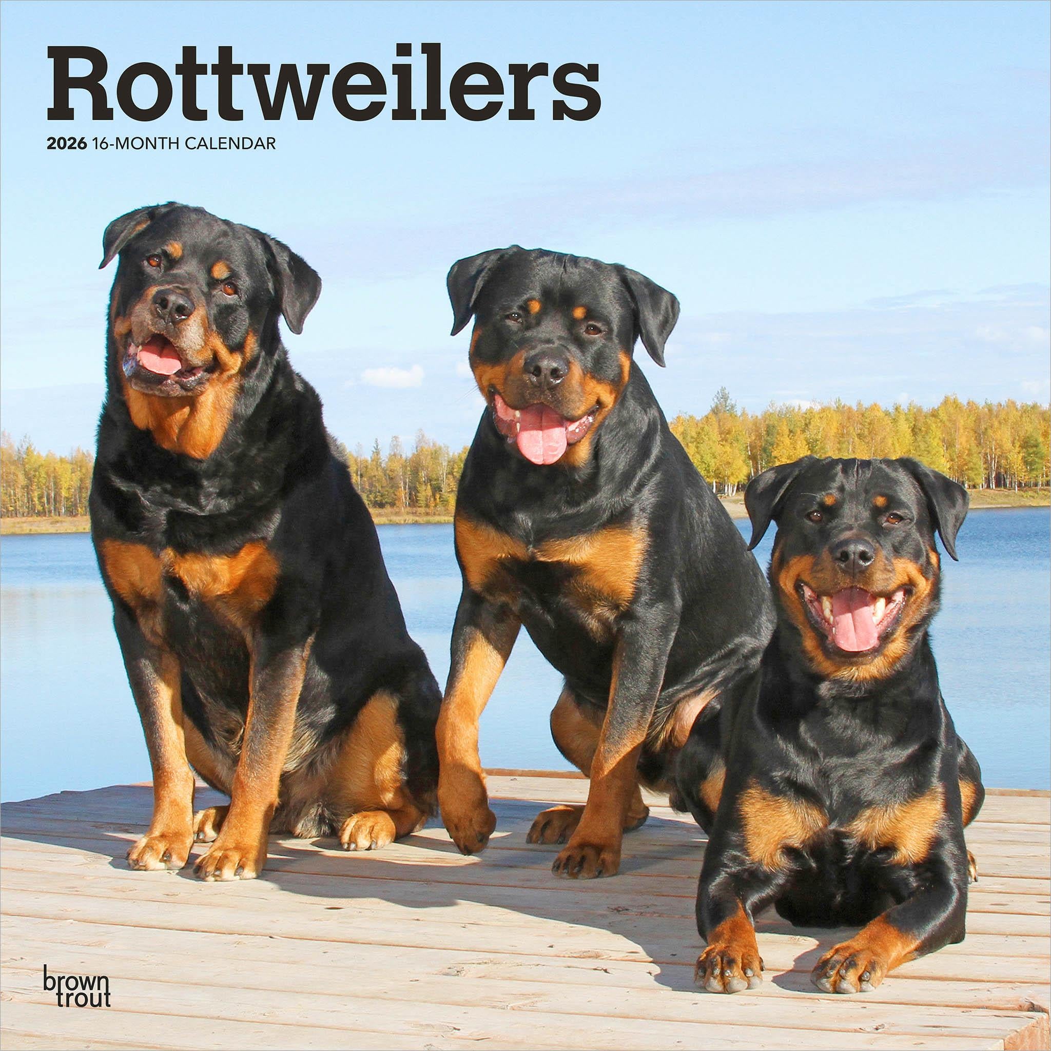 Calendrier mural Rottweilers 2026