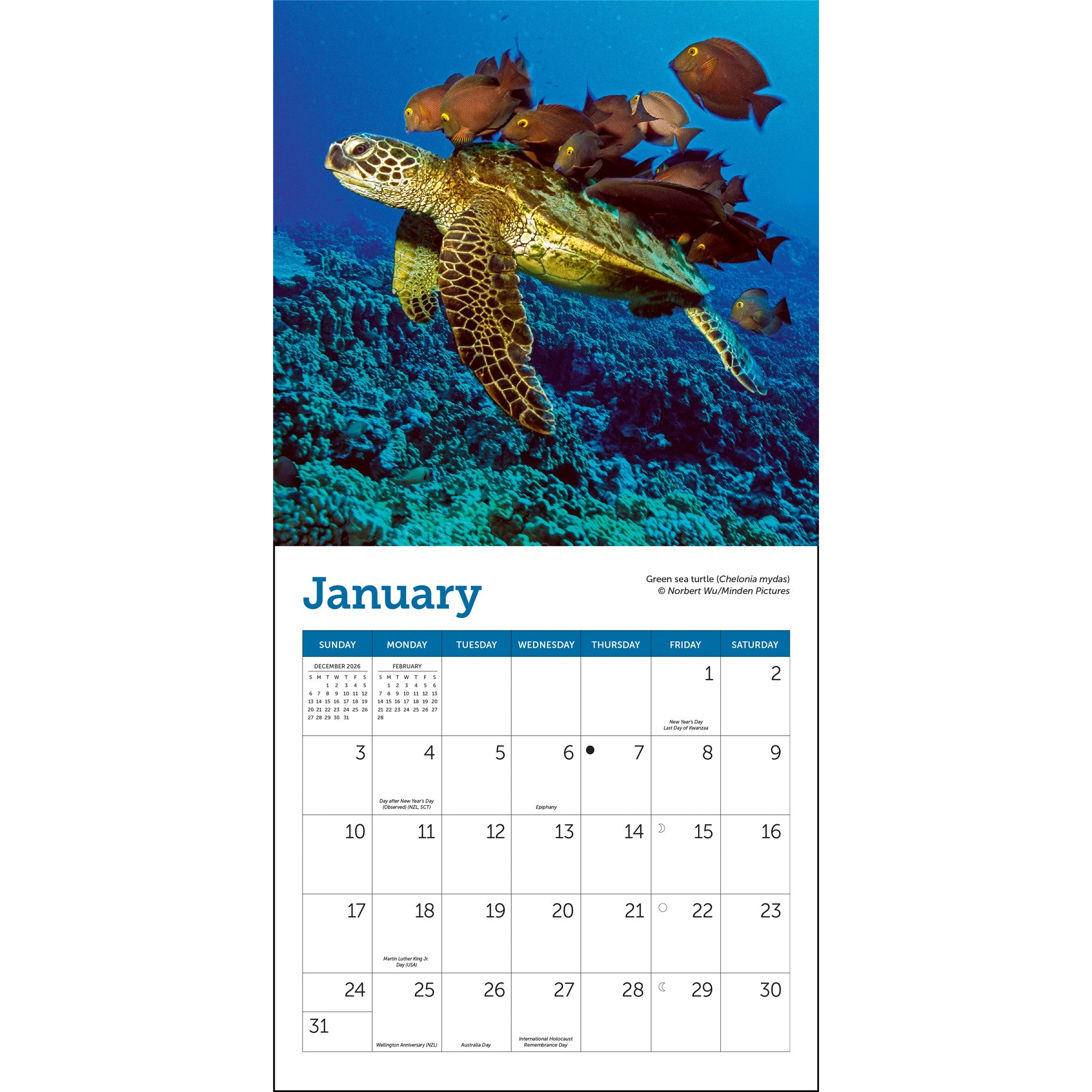 Mini-calendrier Tortues marines 2027