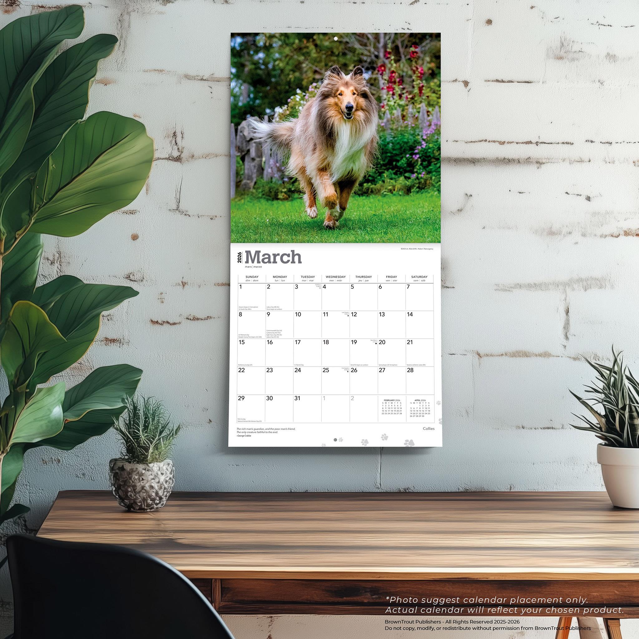 Collies 2026 Wall Calendar