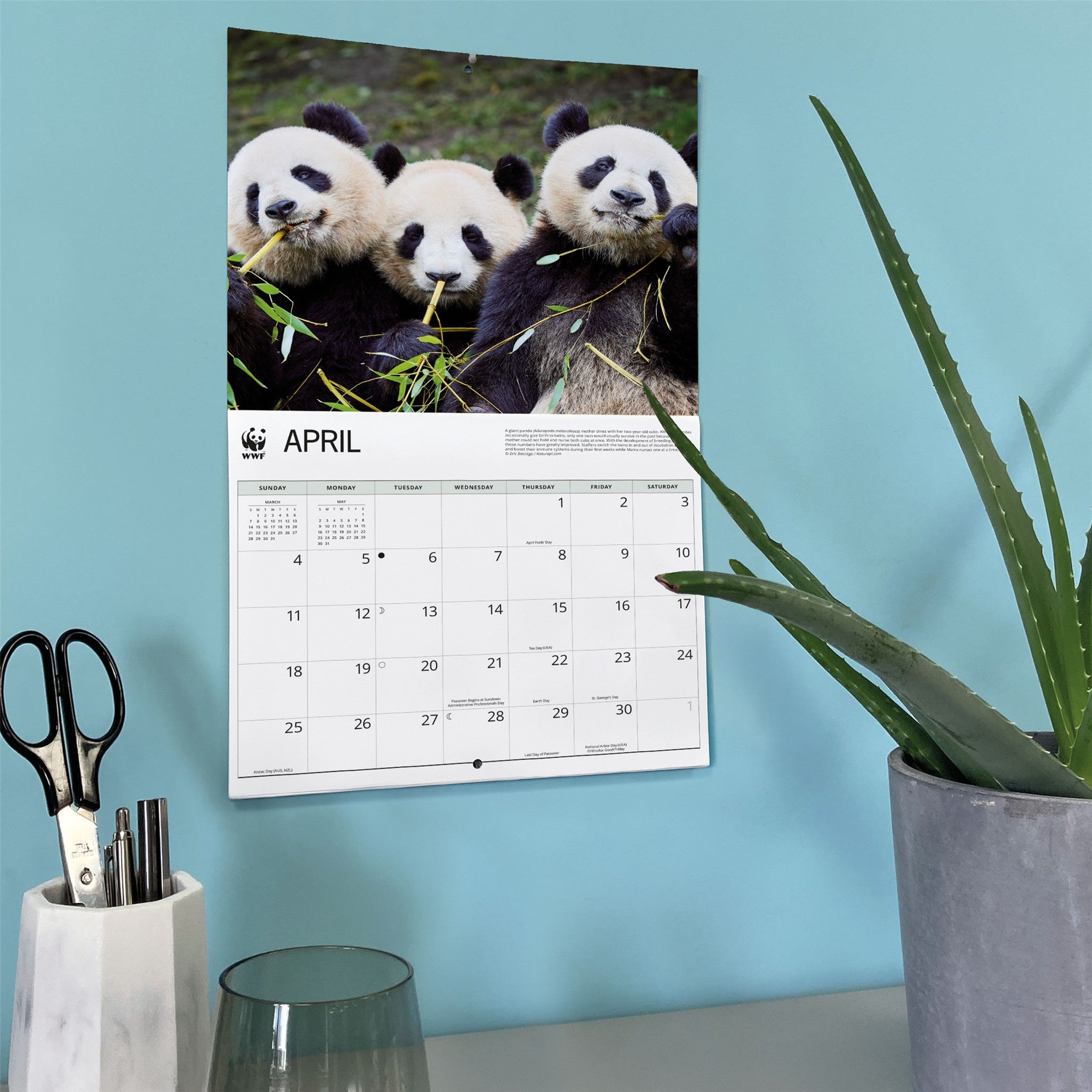 Calendrier mural WWF Pandas géants 2027