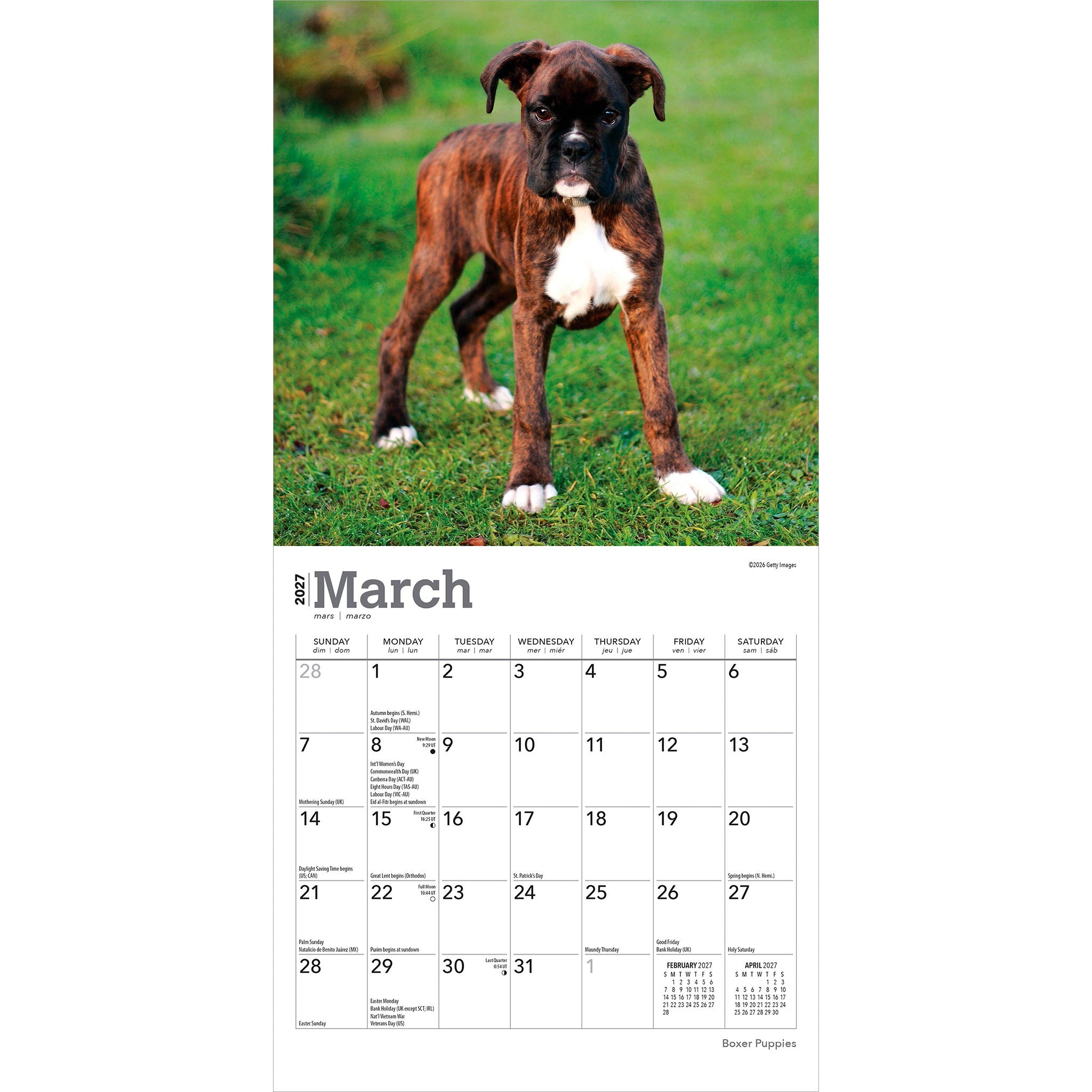 Boxer Puppies 2027 Mini Calendar