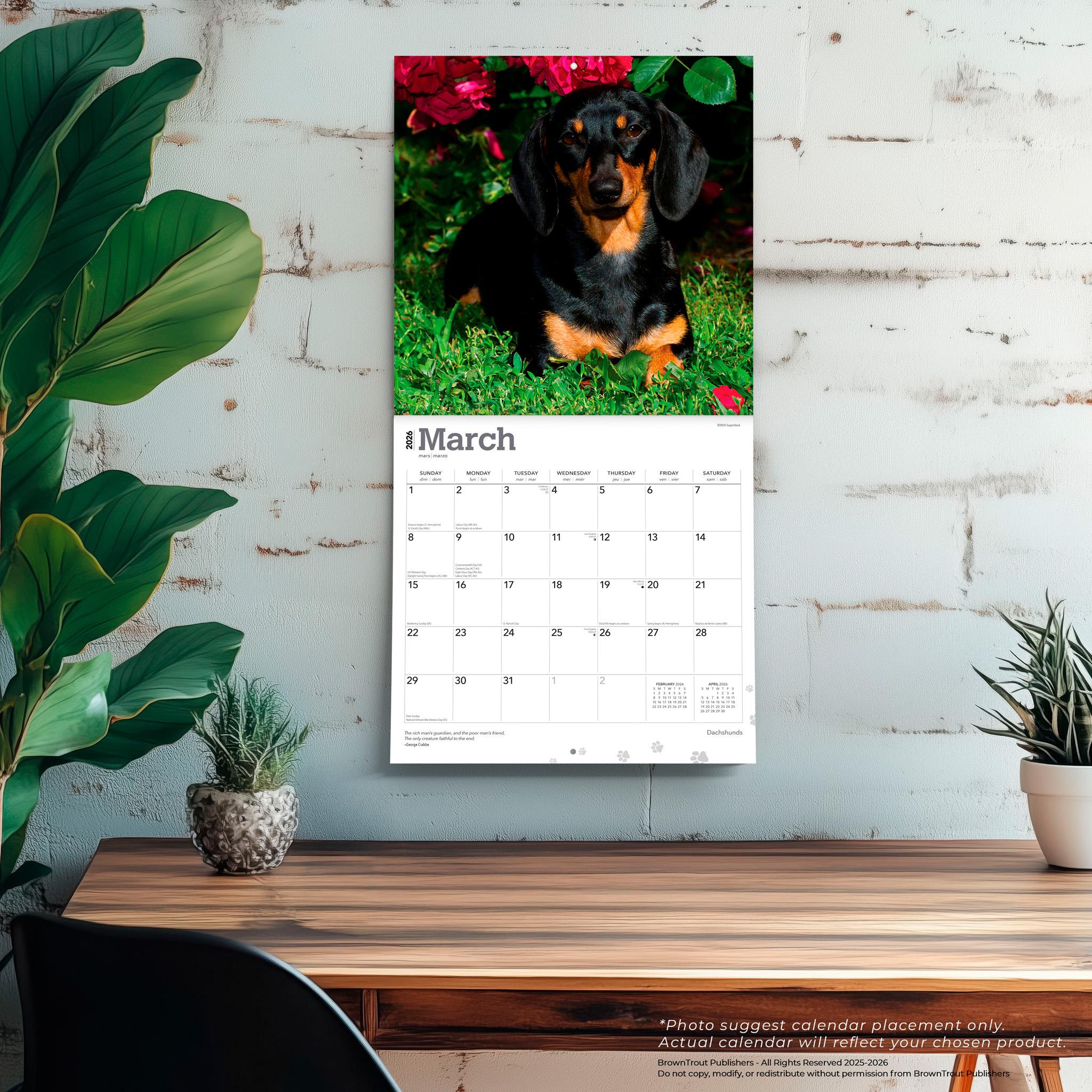 Dachshunds 2026 Wall Calendar