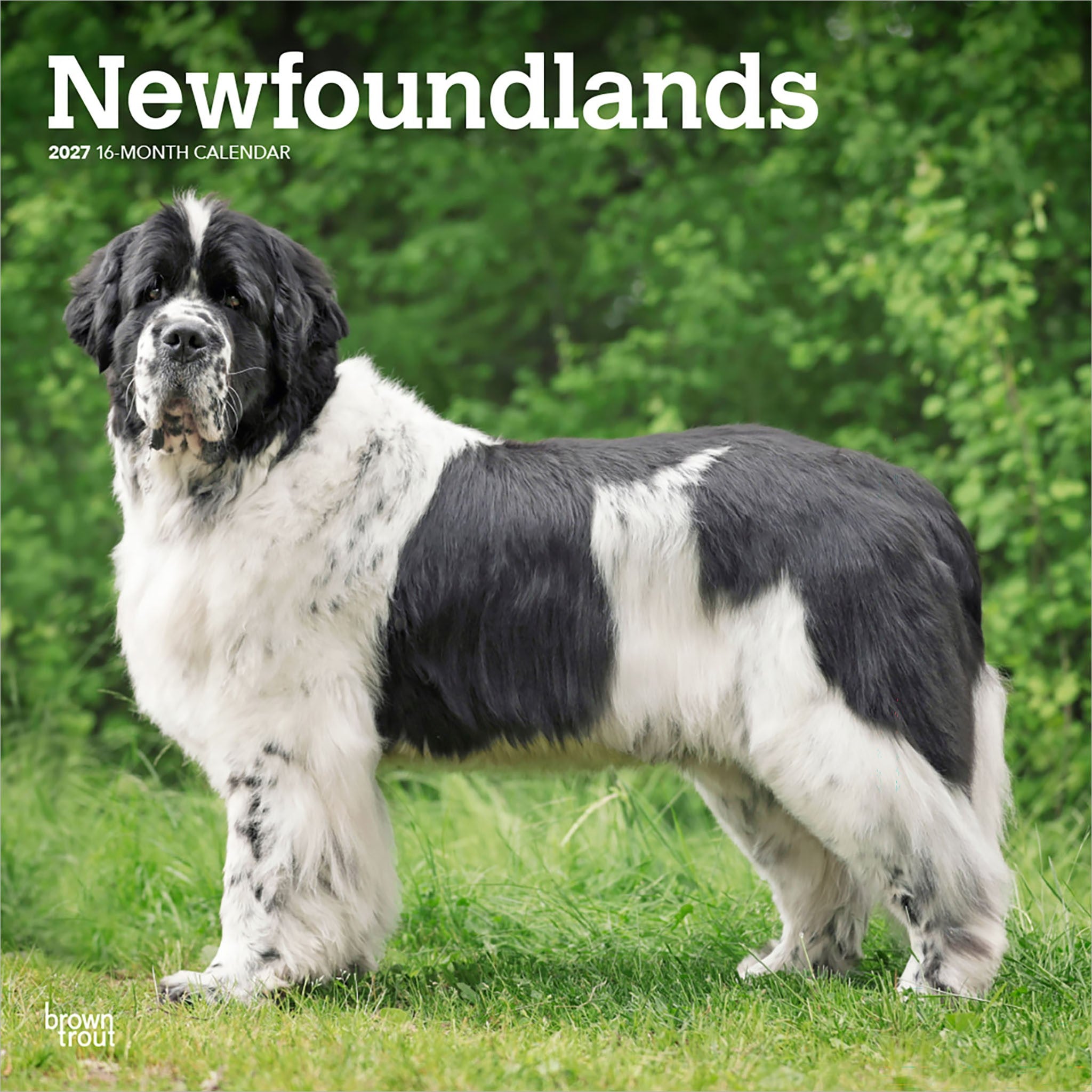 Newfoundlands 2027 Wall Calendar