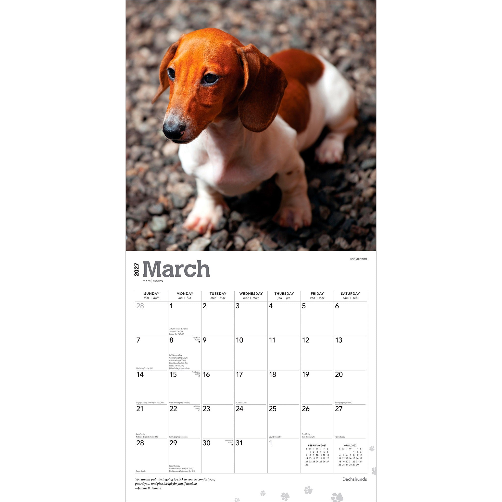 Dachshunds 2027 Wall Calendar