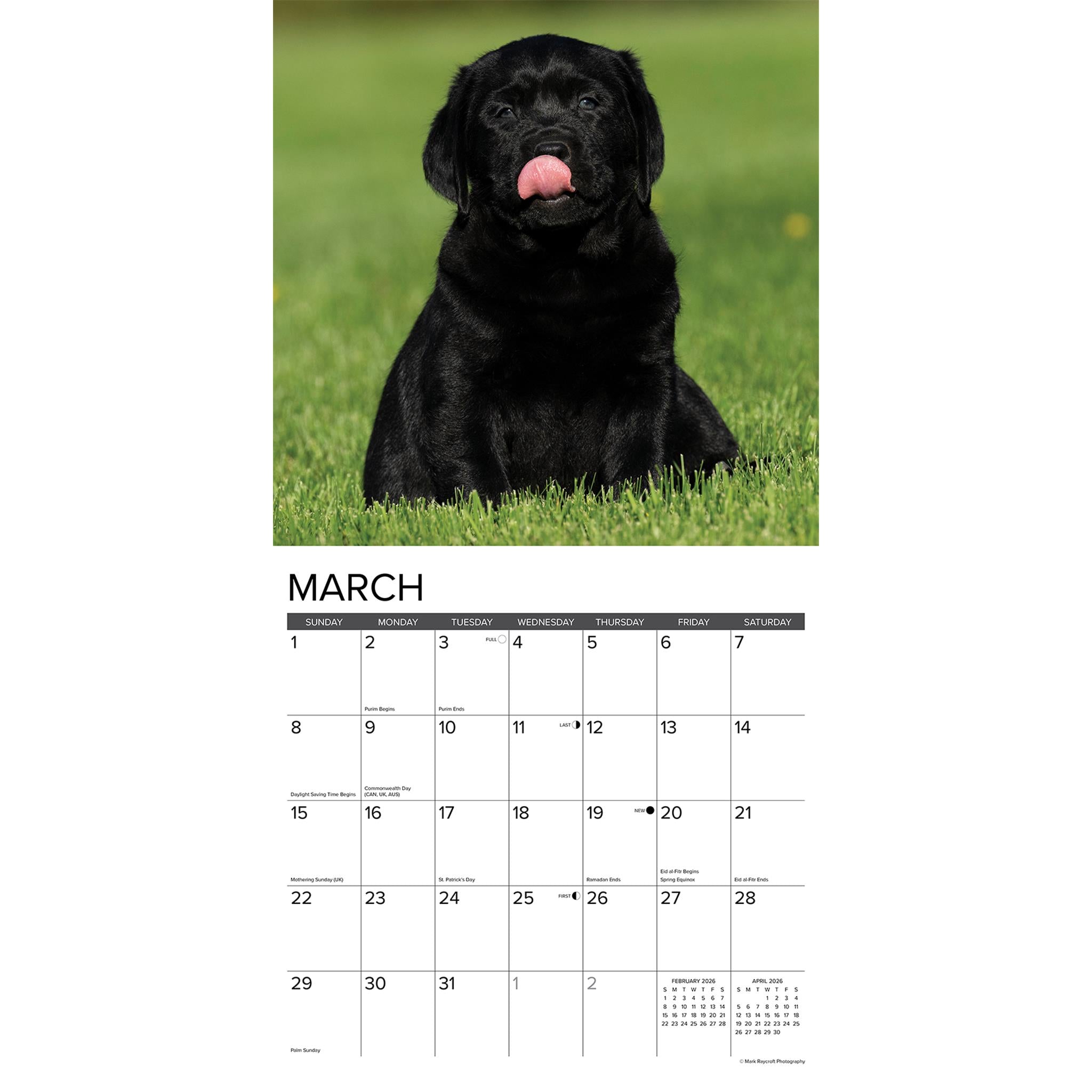 Lab Puppies 2026 Just Wall Calendar