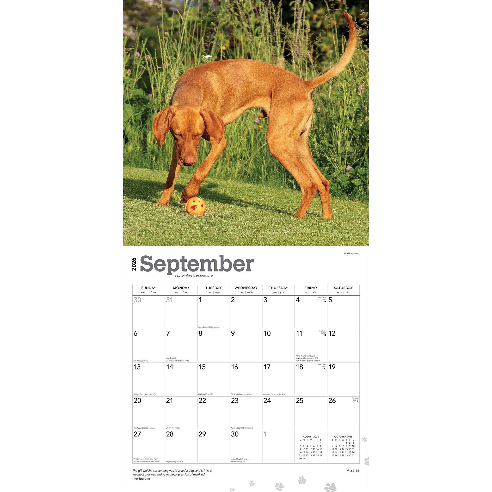 Vizslas 2026 Wall Calendar