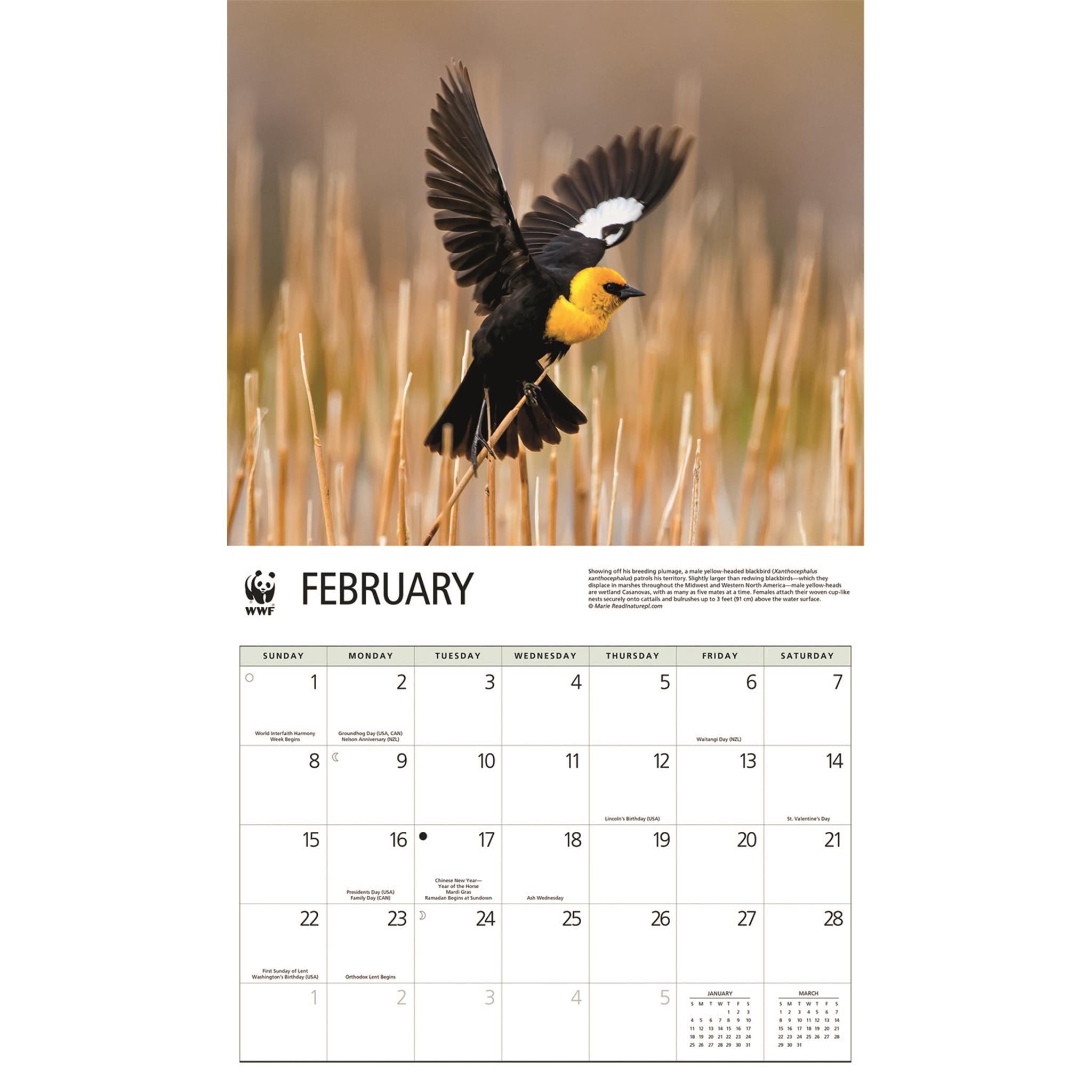 World Wildlife Fund Songbirds 2026 Wall Calendar