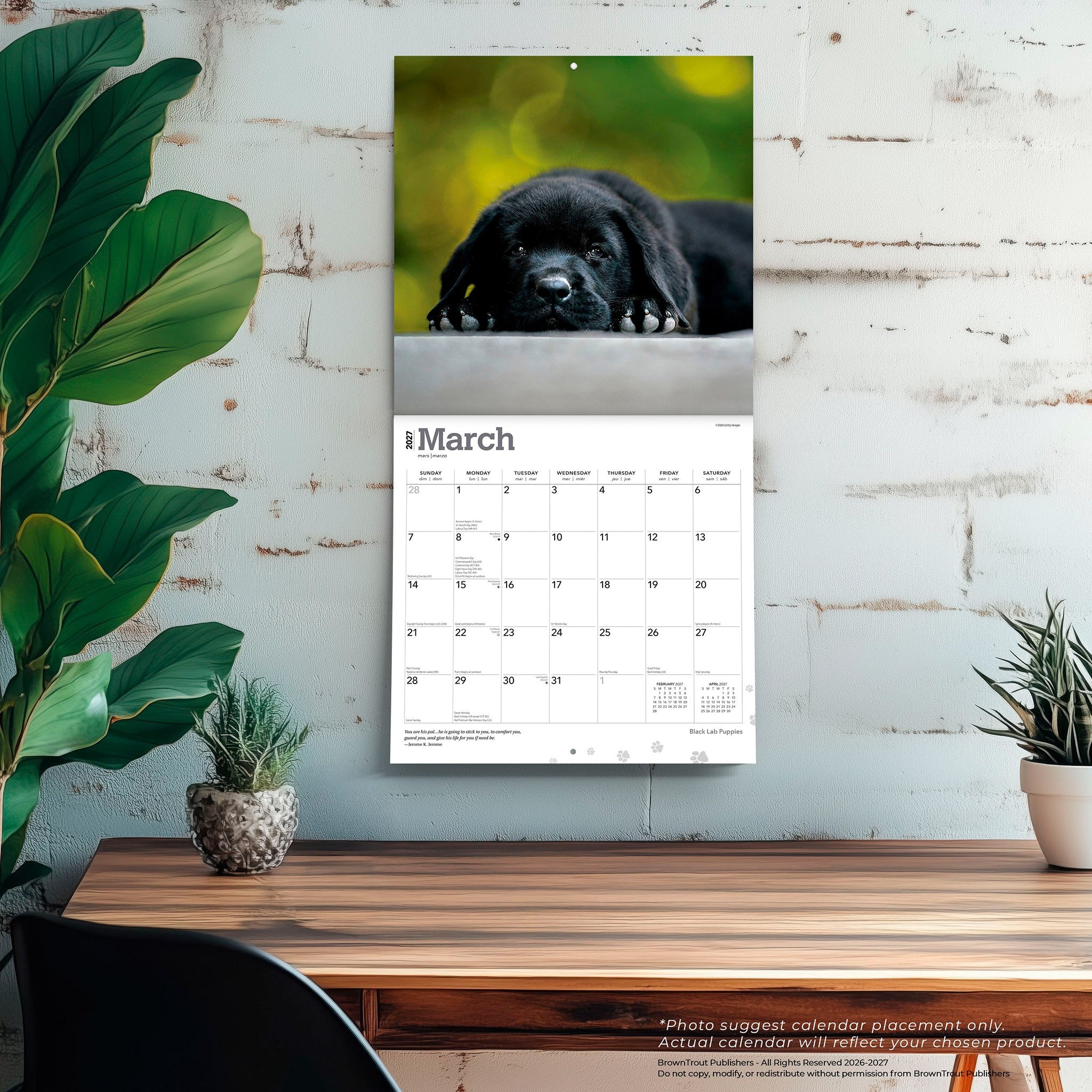 Black Lab Puppies 2027 Wall Calendar
