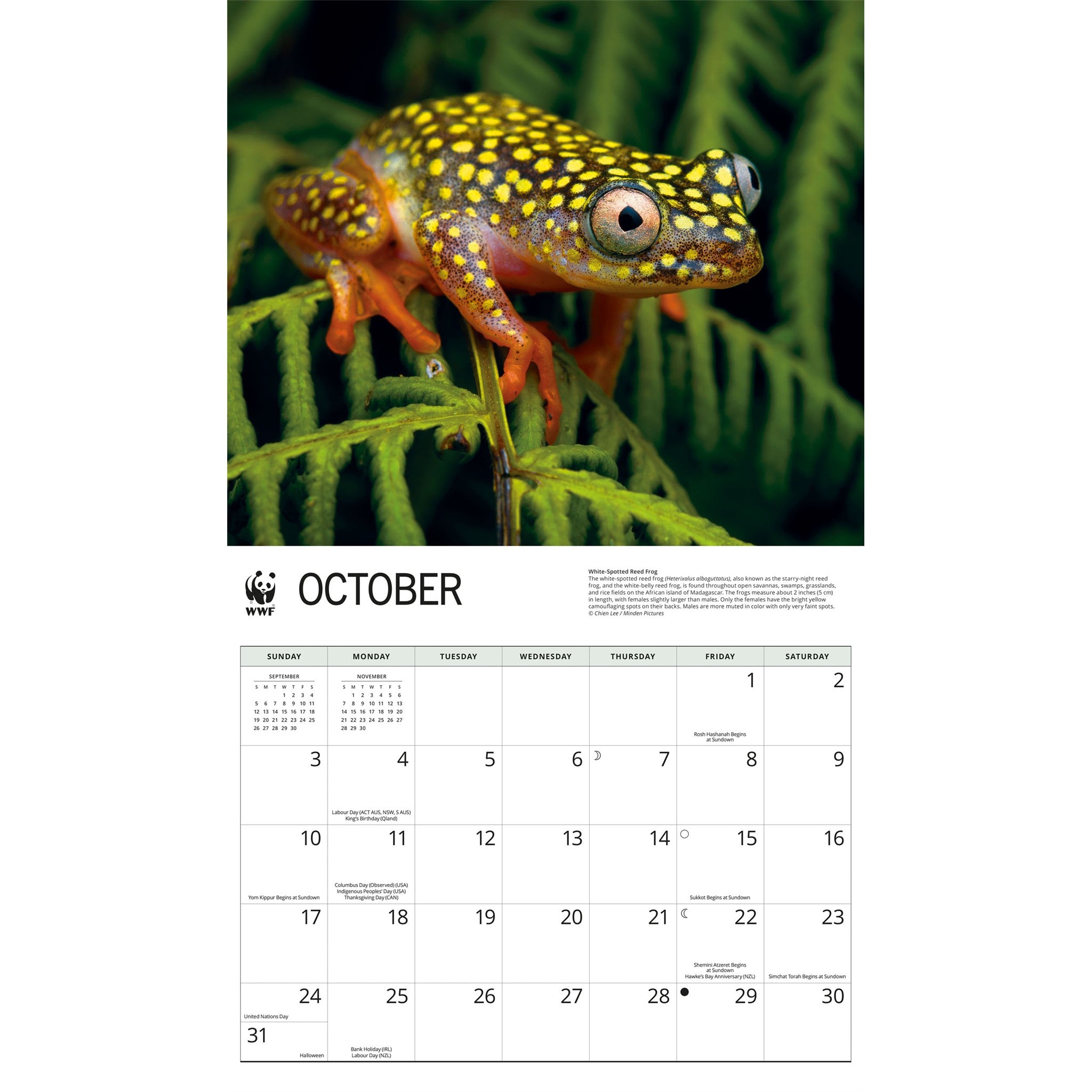 Calendrier mural 2027 Grenouilles du Fonds mondial pour la nature