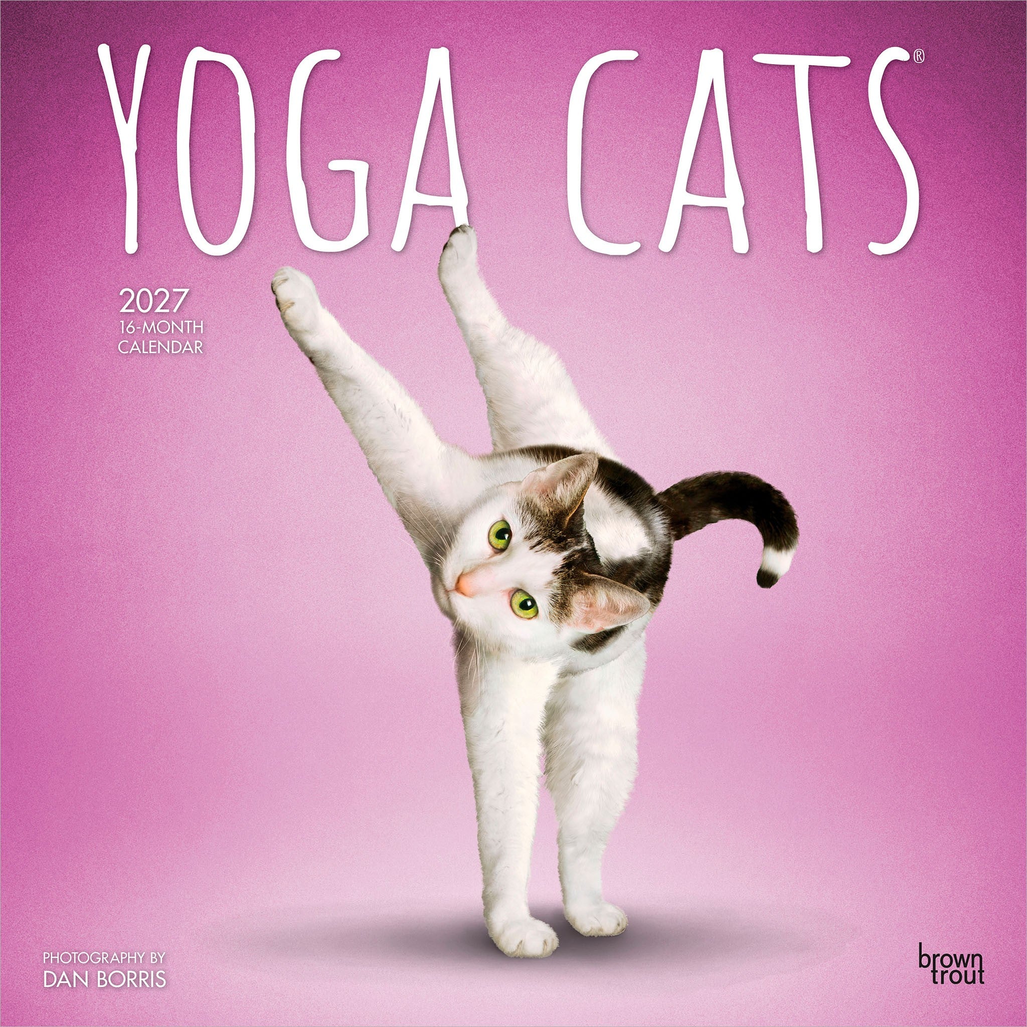 Yoga Cats 2027 Wall Calendar