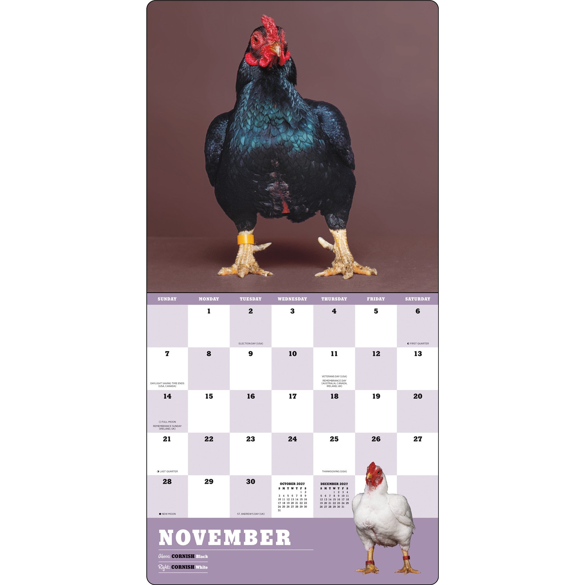 Extraordinary Chickens 2027 Wall Calendar