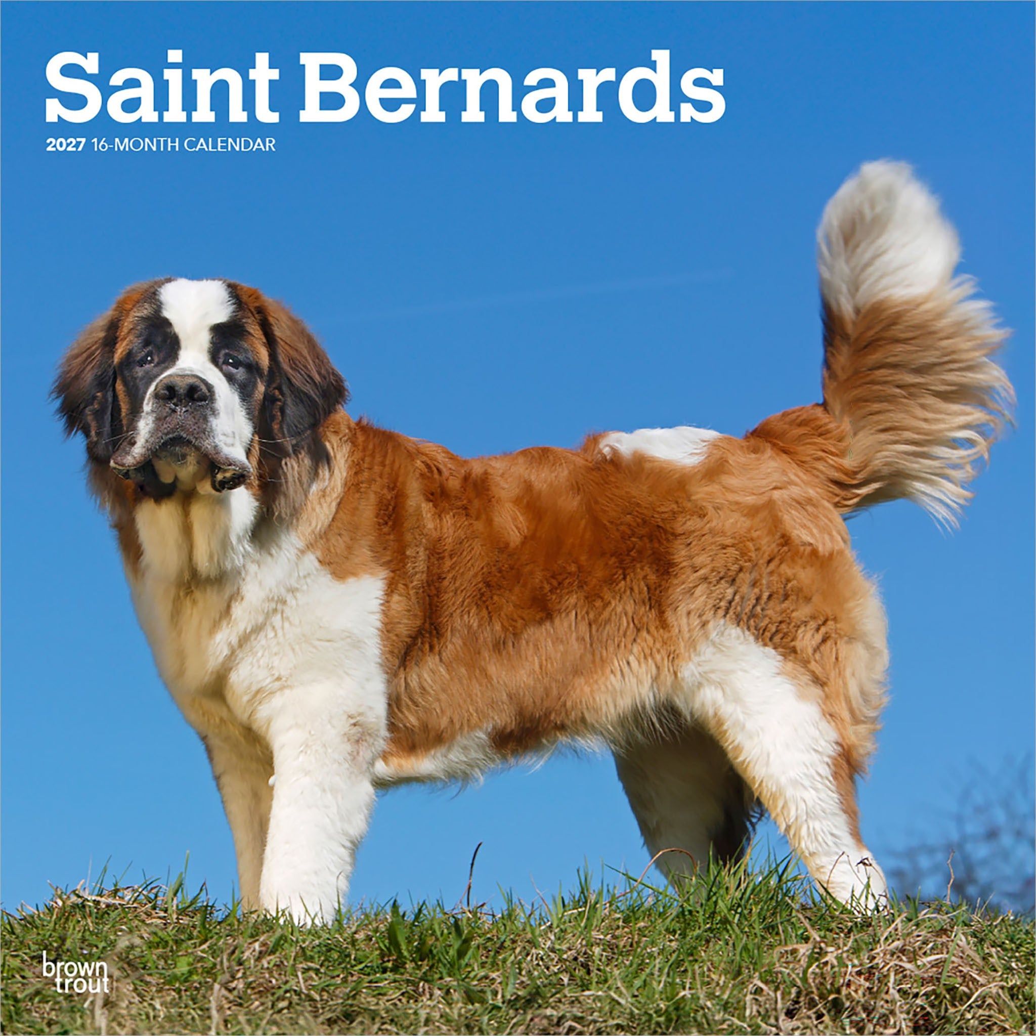 Saint Bernards 2027 Wall Calendar