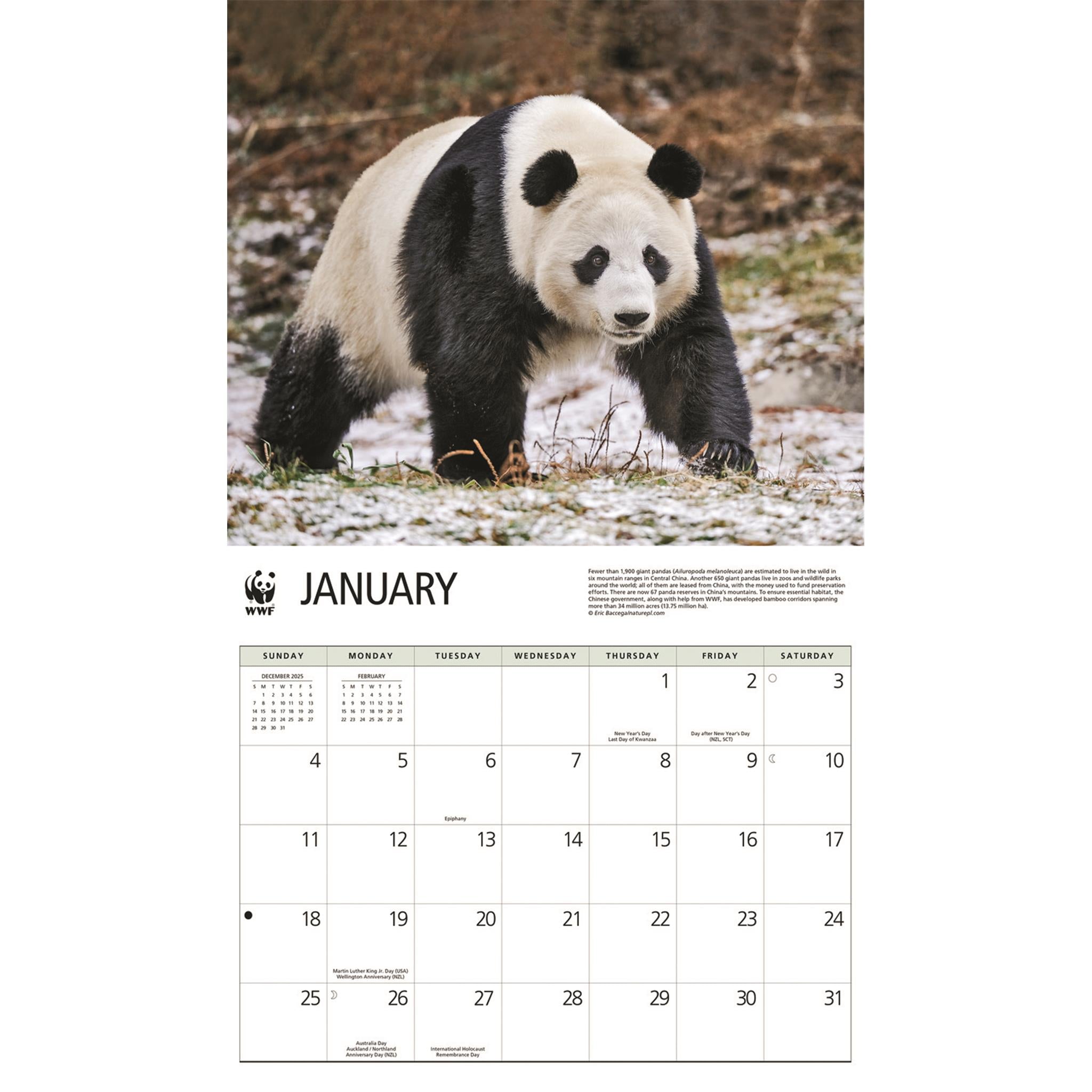 Calendrier mural 2026 du Fonds mondial pour la nature (WWF) sur les pandas géants