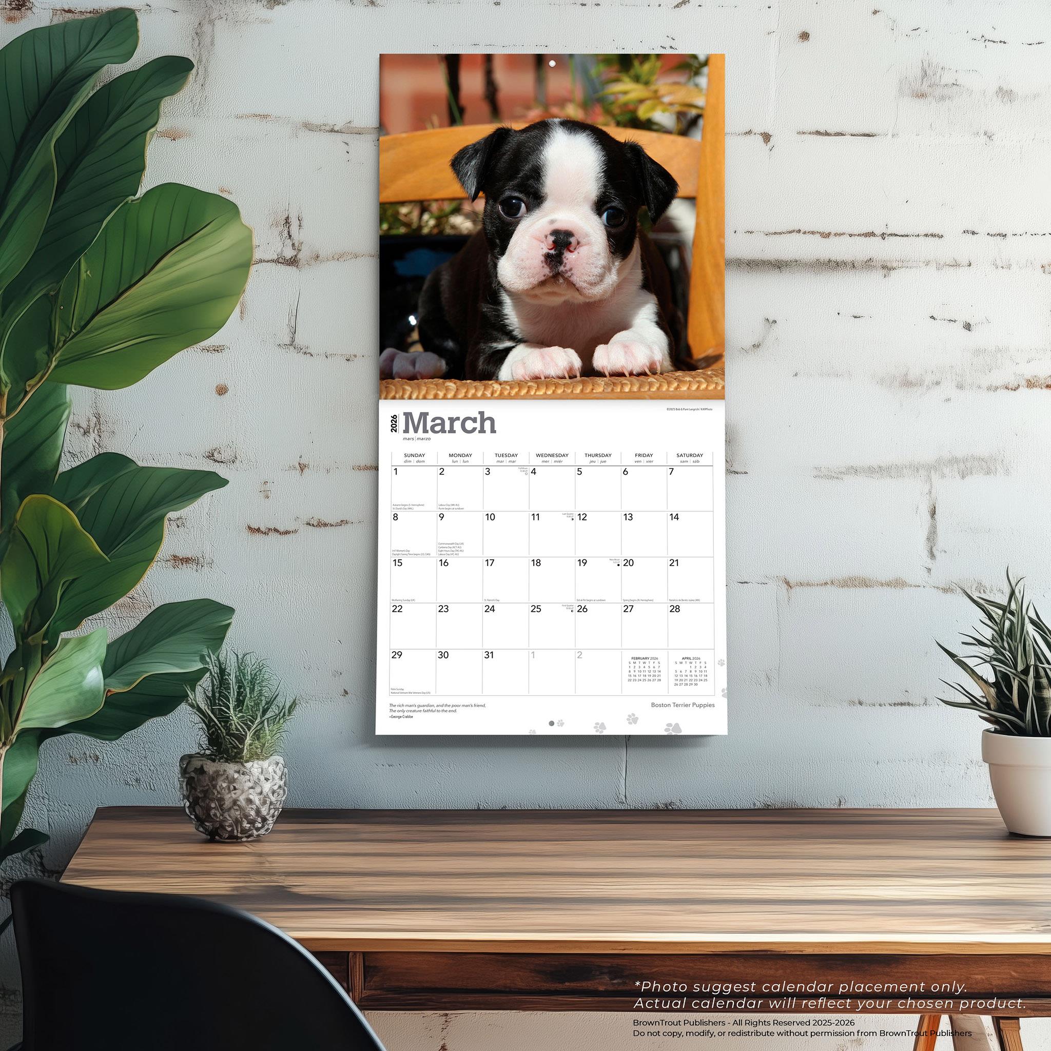 Calendrier mural 2026 des chiots Boston Terrier - Disponible uniquement en ligne