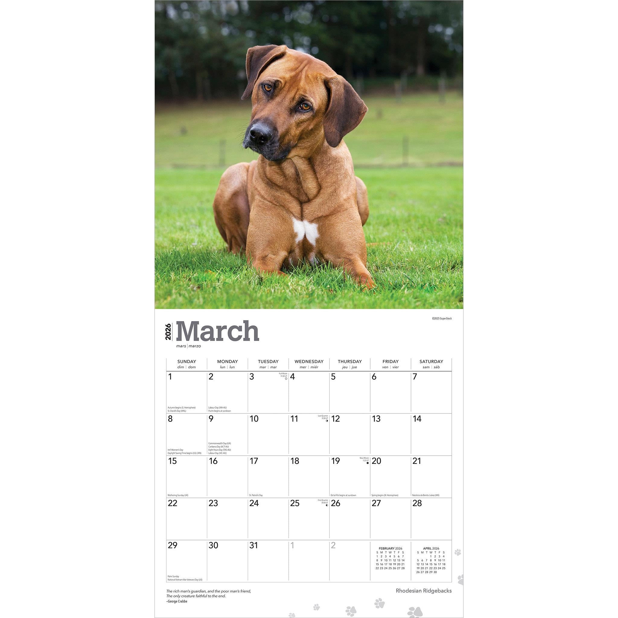 Calendrier mural Rhodesian Ridgebacks 2026