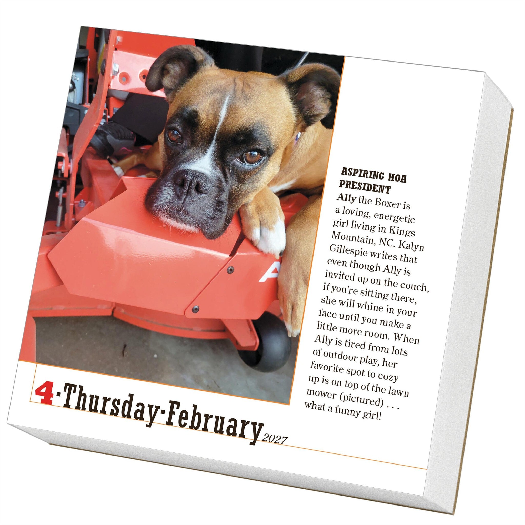 365 Dogs 2027 Box Calendar