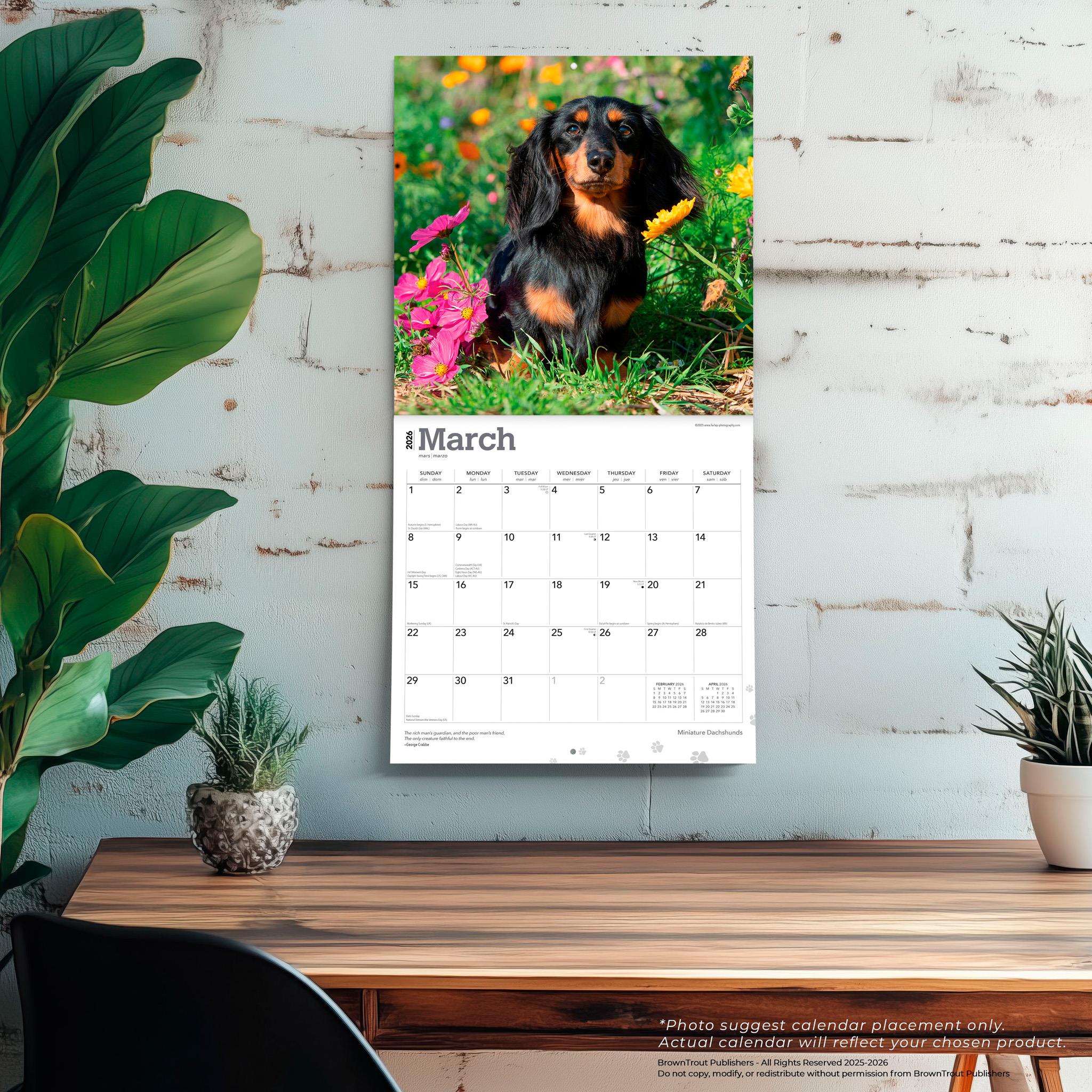 Miniature Dachshunds 2026 Wall Calendar