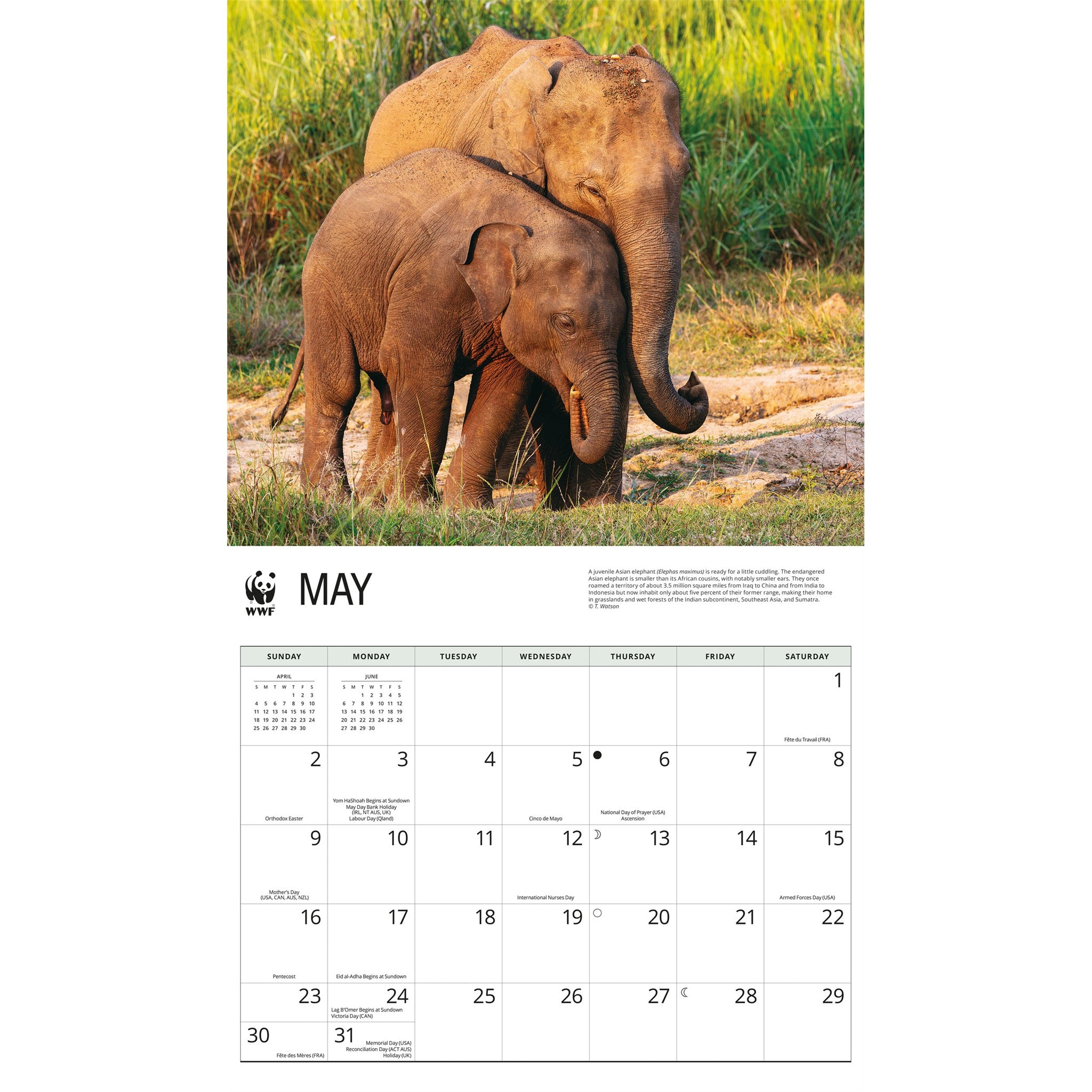 Calendrier mural 2027 Éléphants du Fonds Mondial pour la Nature