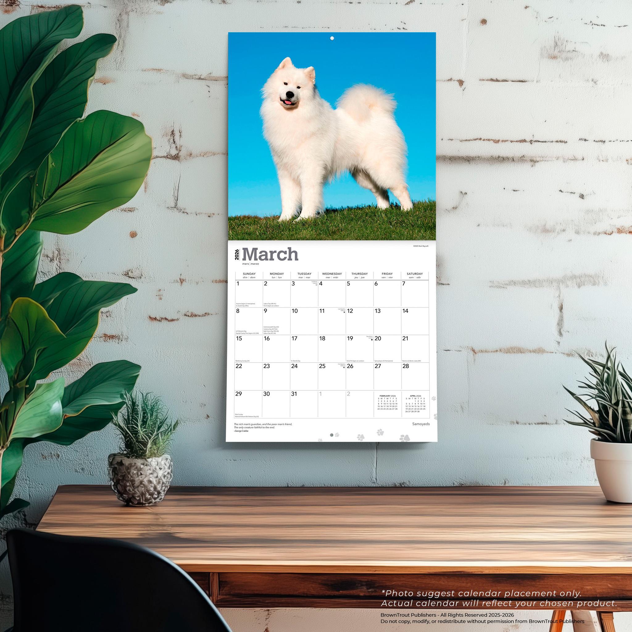 Samoyeds 2026 Wall Calendar