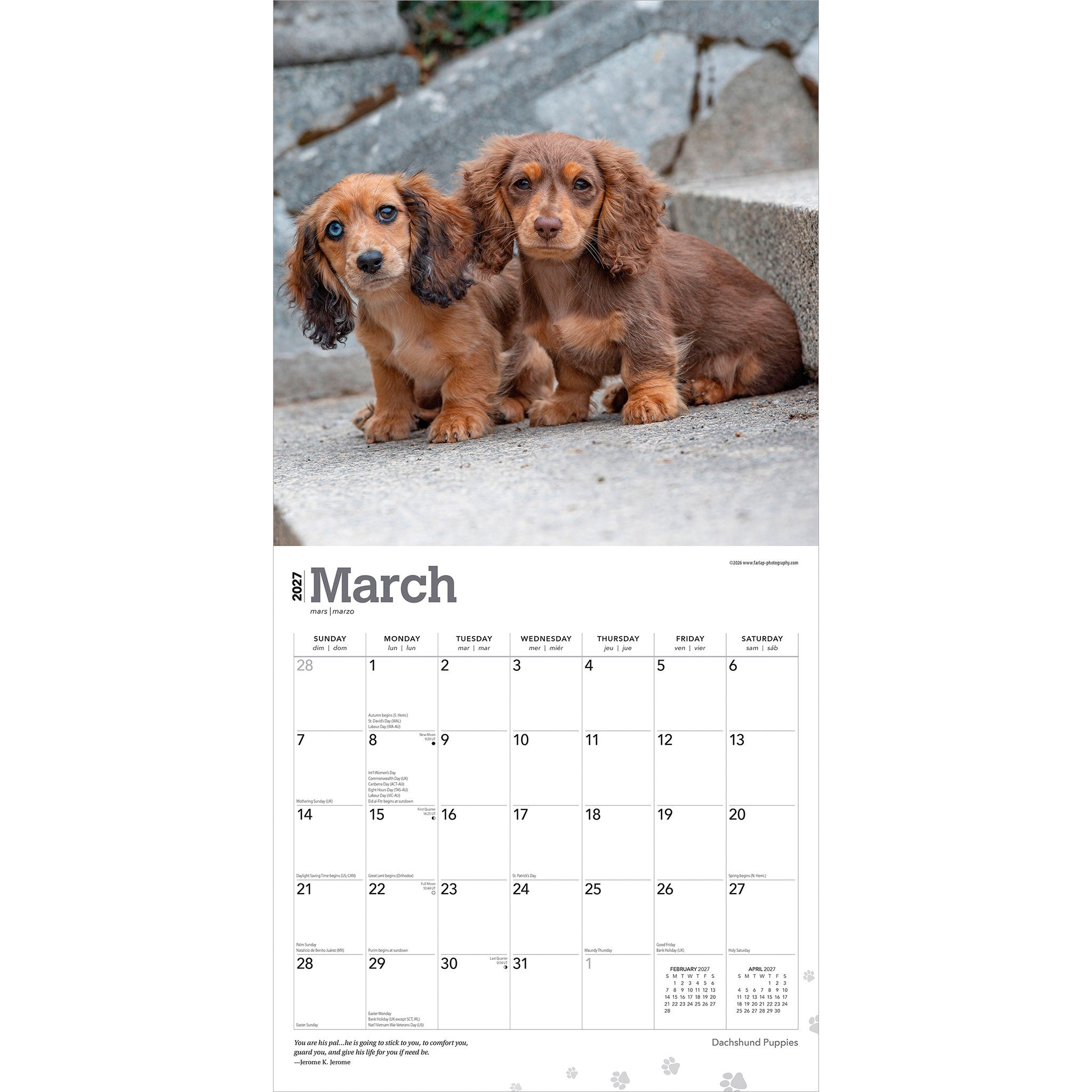Dachshund Puppies 2027 Wall Calendar
