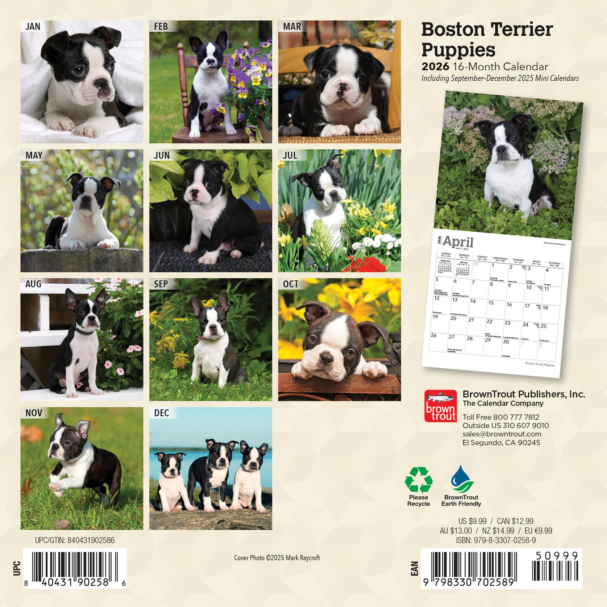 Mini-calendrier 2026 des chiots Boston Terrier