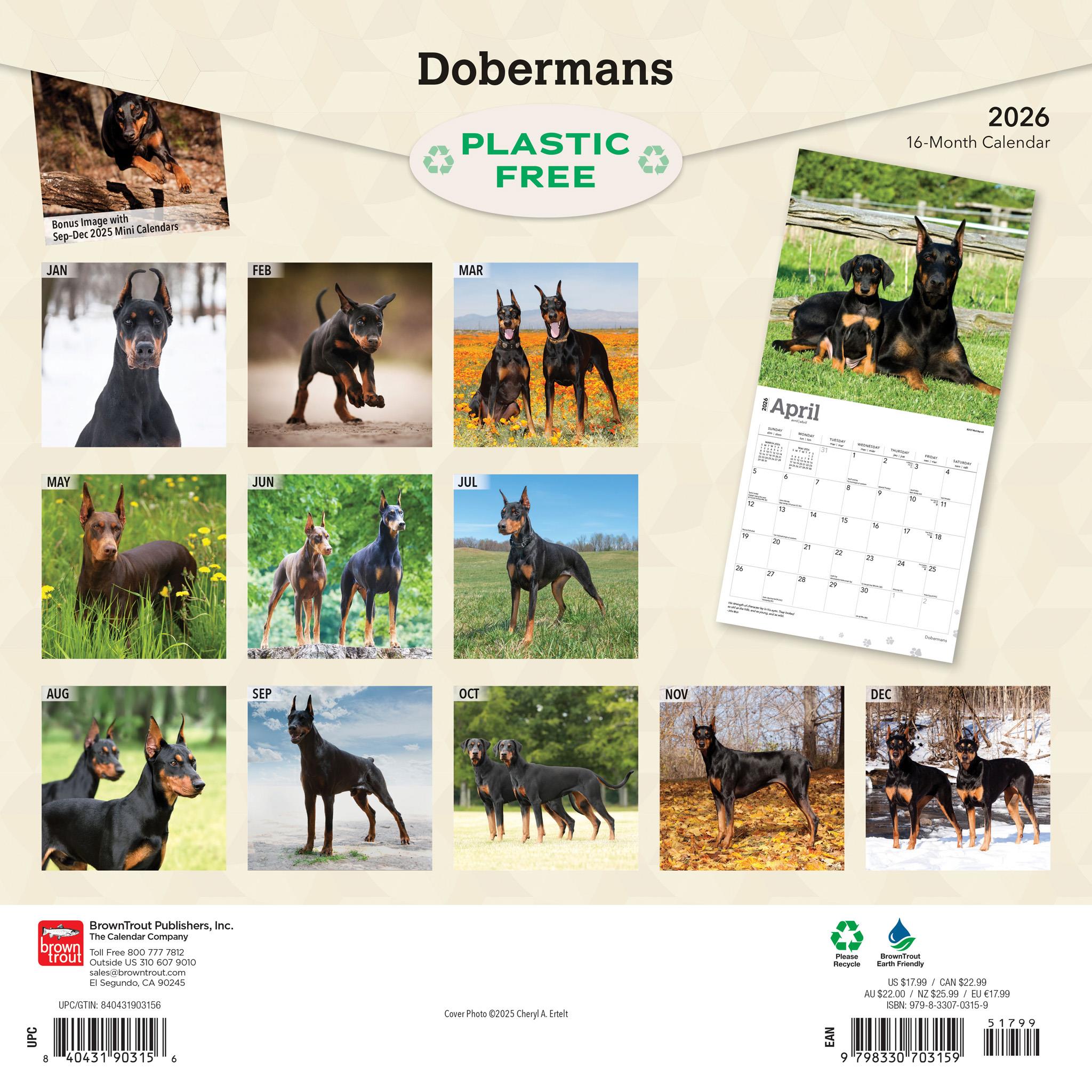 Calendrier mural Dobermans 2026