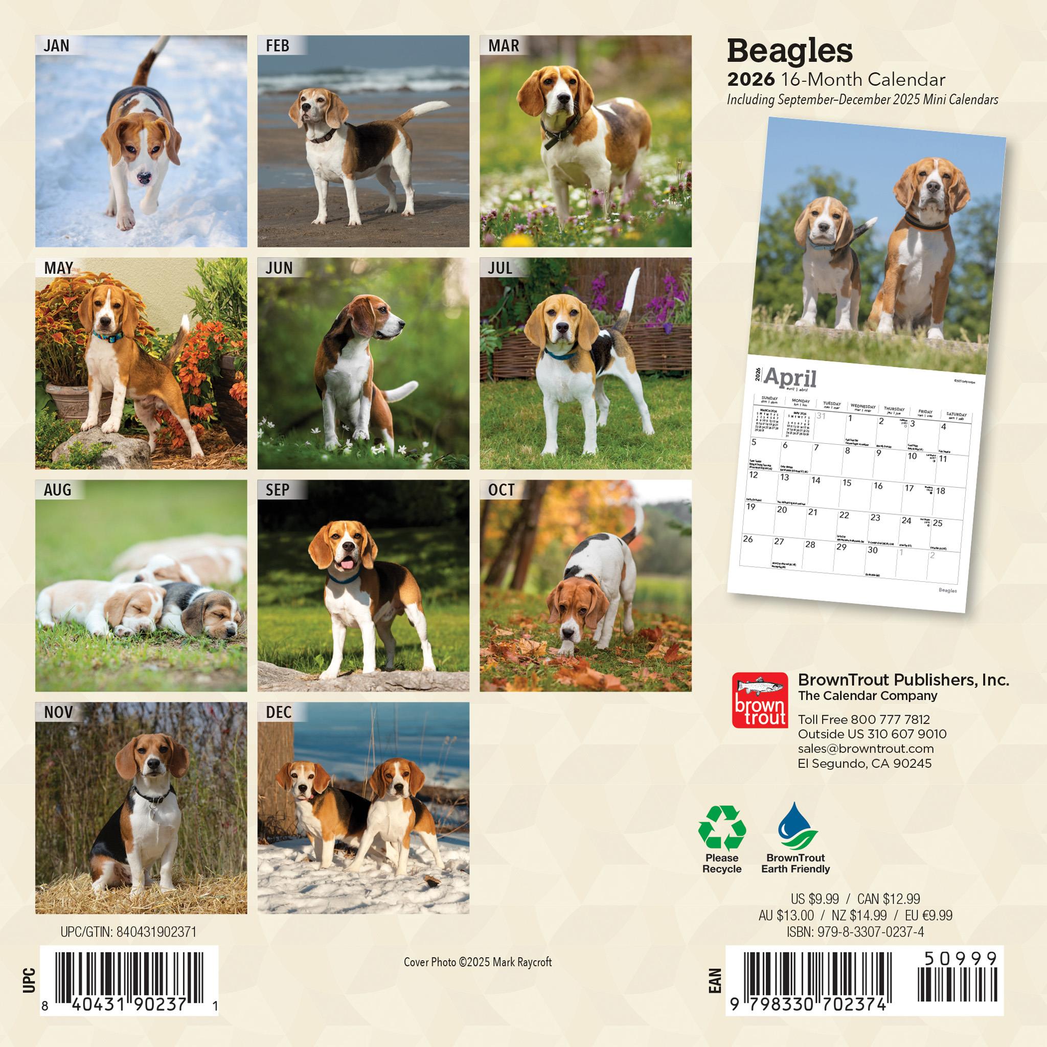 Mini calendrier Beagles 2026