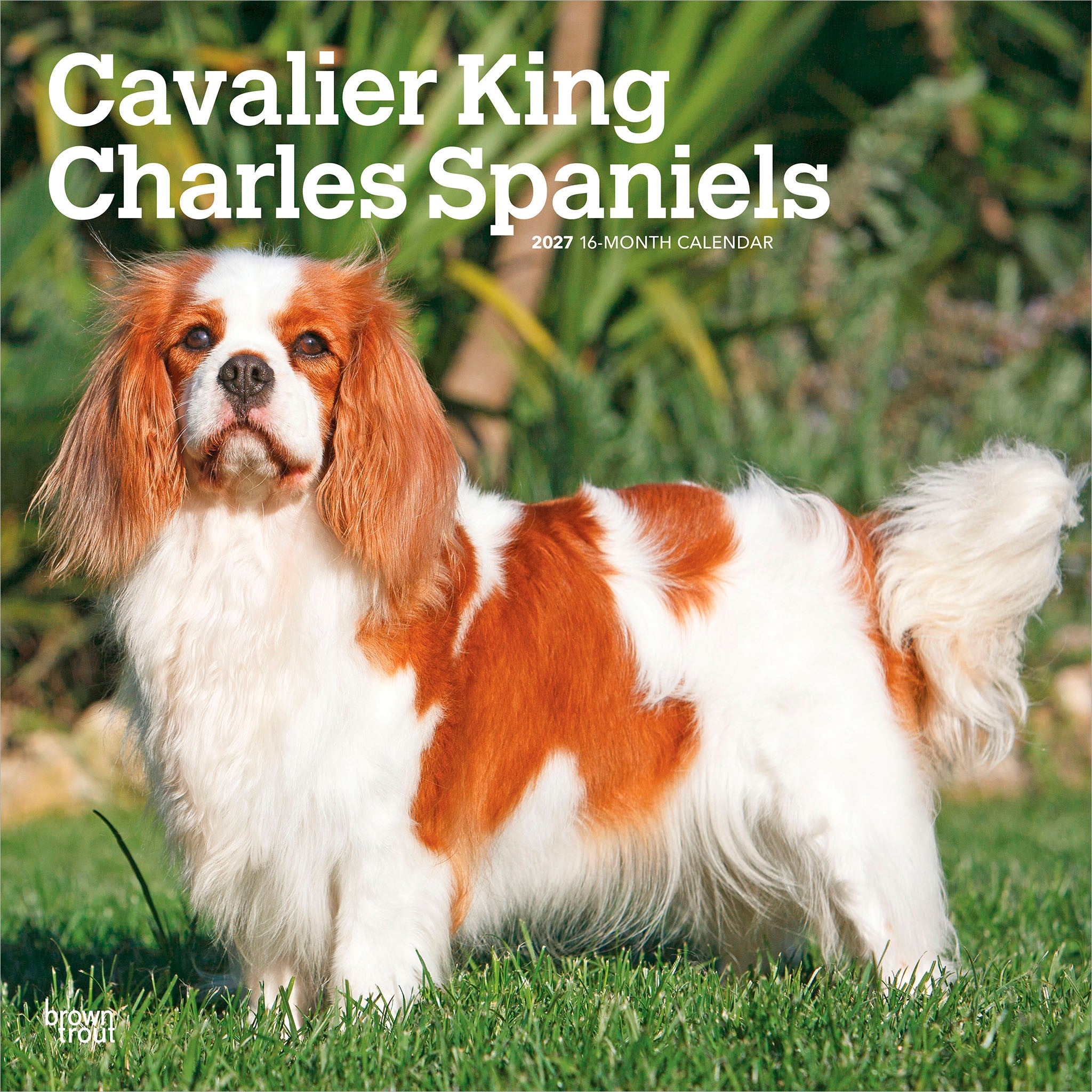 Cavalier King Charles Spaniels 2027 Wall Calendar