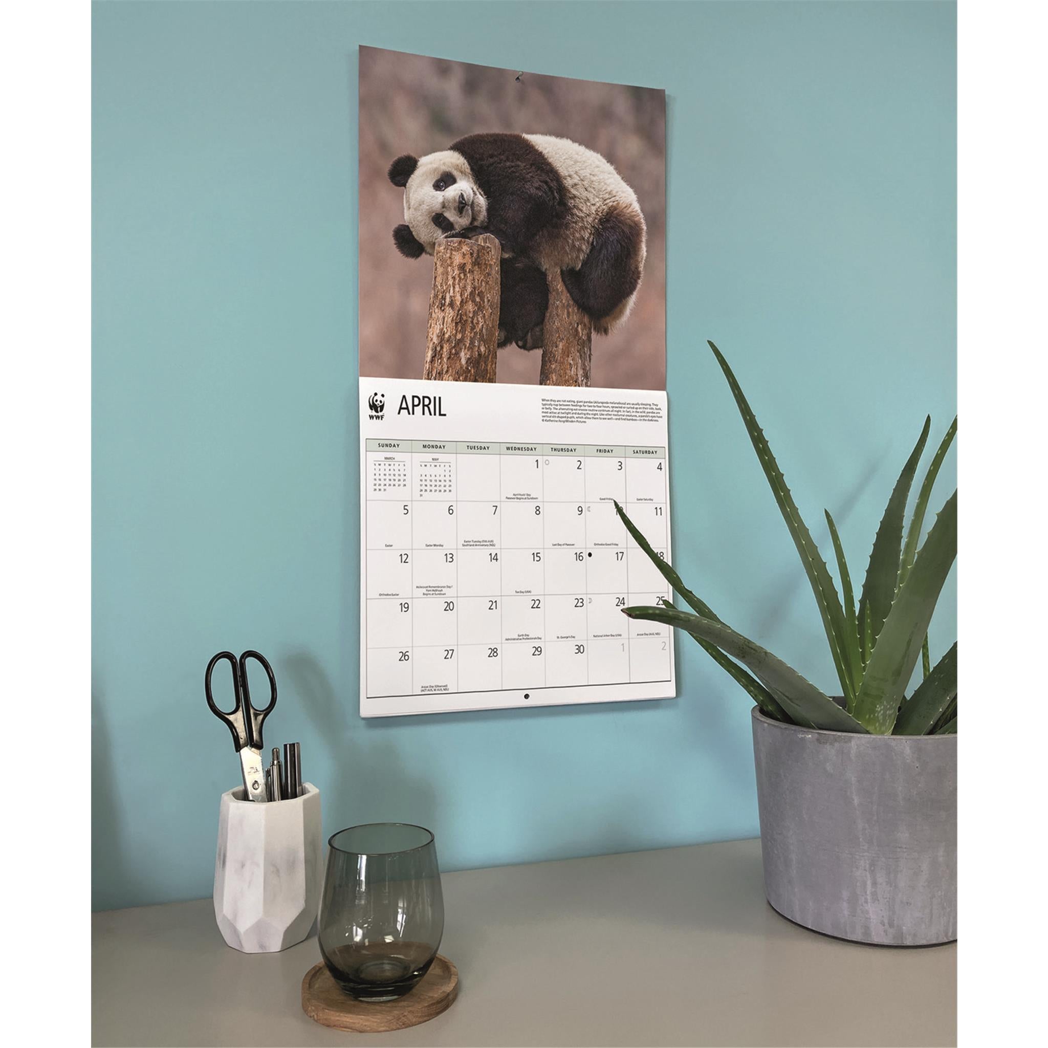 Calendrier mural 2026 du Fonds mondial pour la nature (WWF) sur les pandas géants