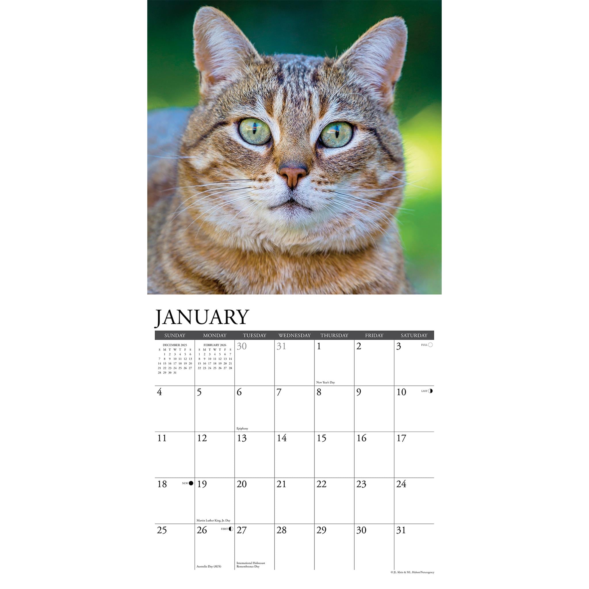 Calendrier mural 2026 « Just Tabby Cats » - Disponible uniquement en ligne