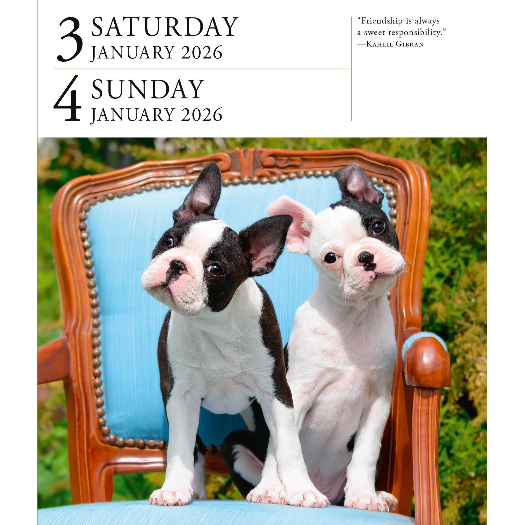 Calendrier Dog Gallery 2026