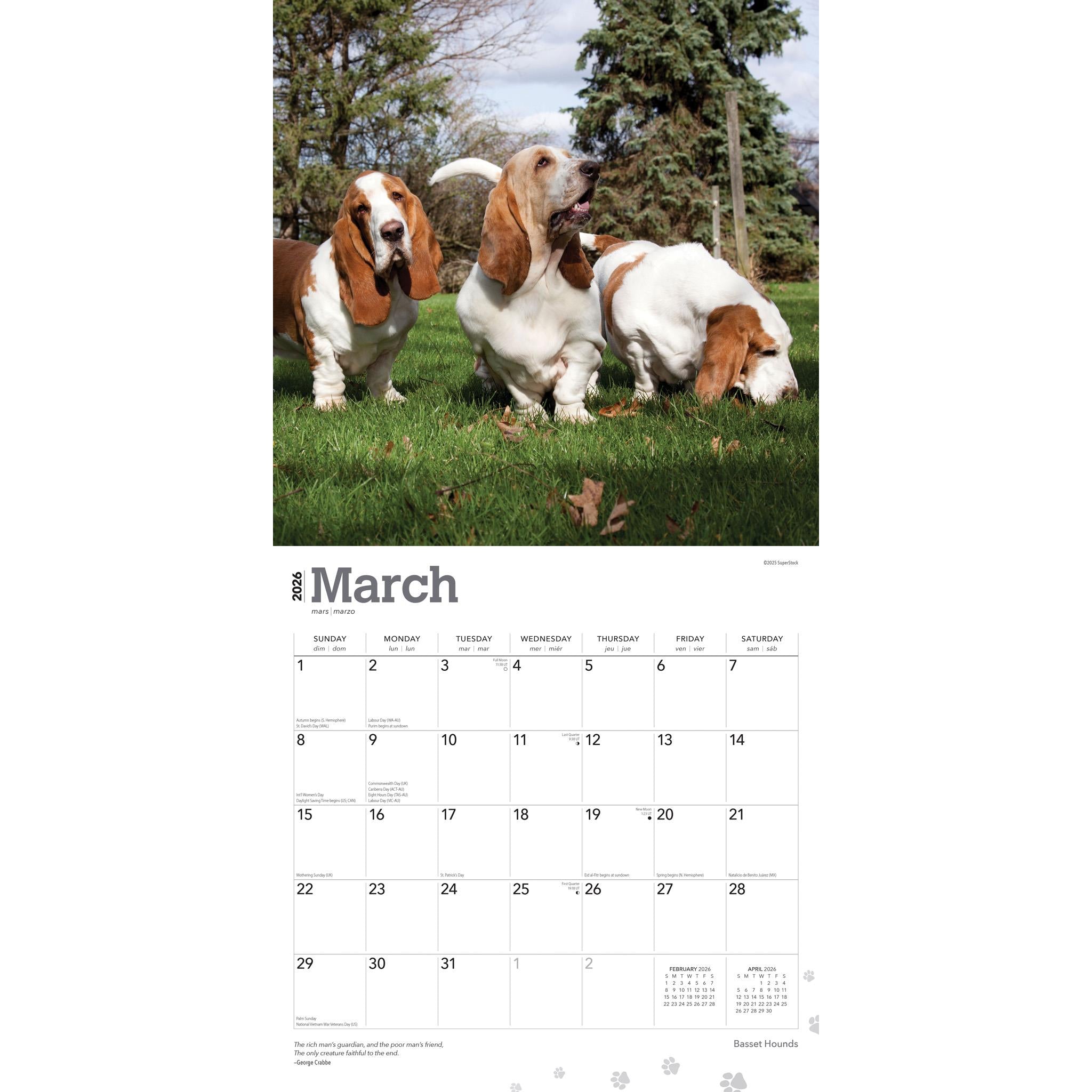 Calendrier mural Basset Hounds 2026