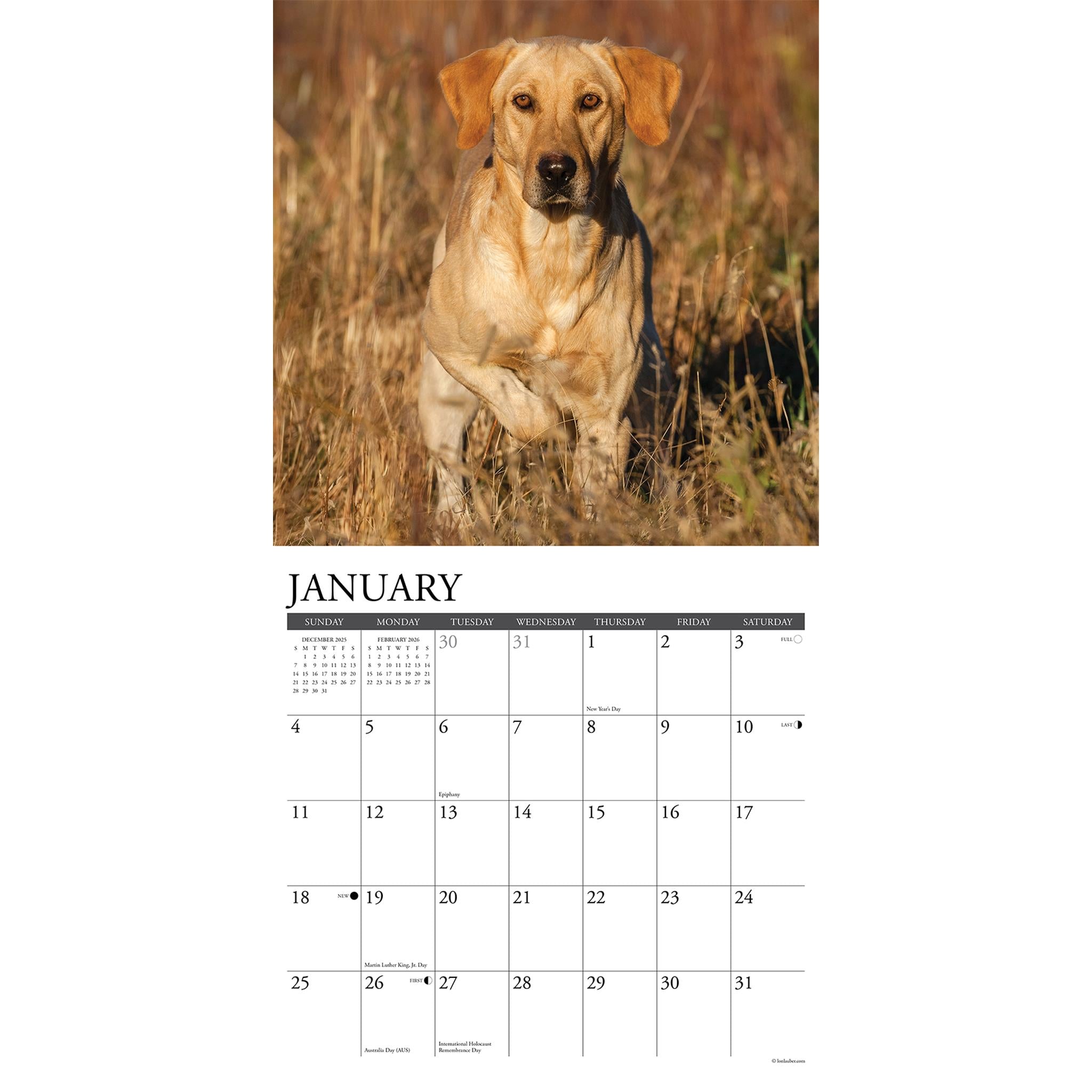 Calendrier mural Just Yellow Labs 2026