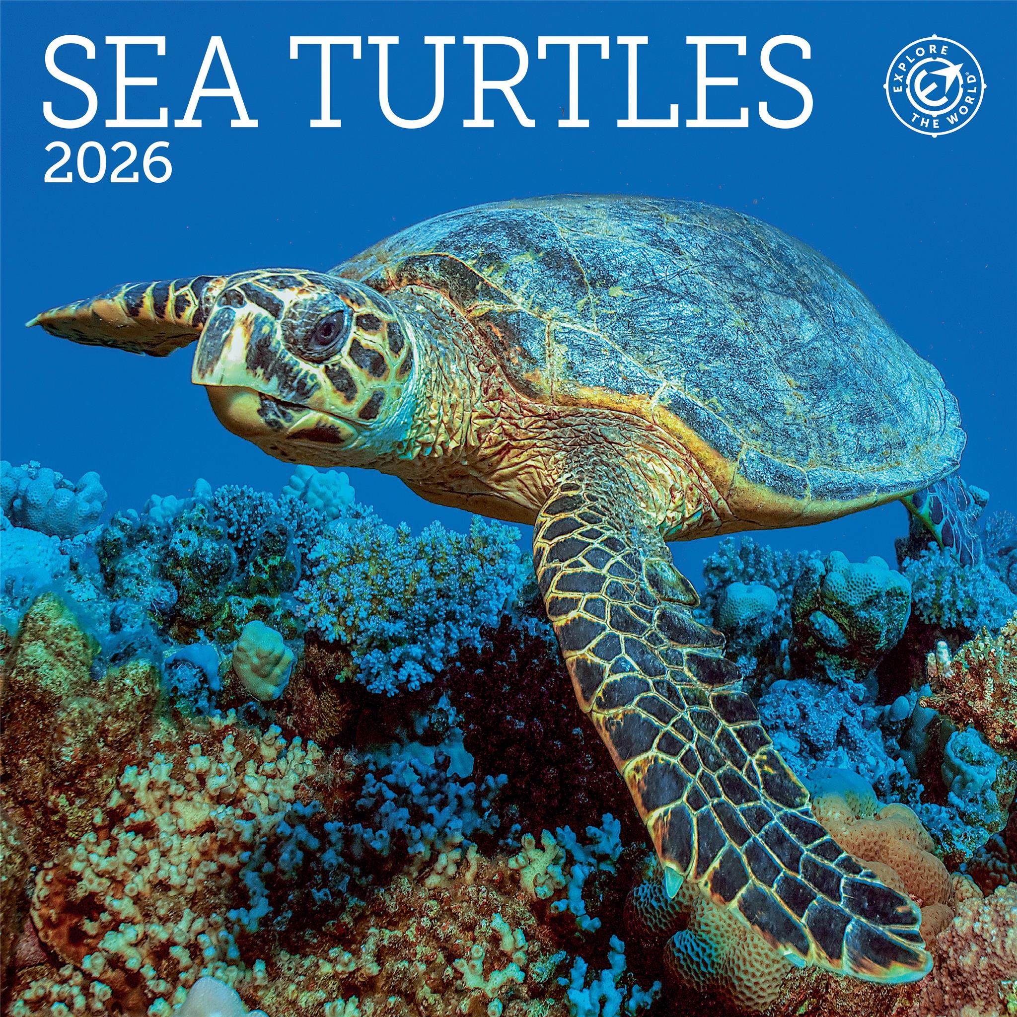 Mini-calendrier des tortues marines 2026