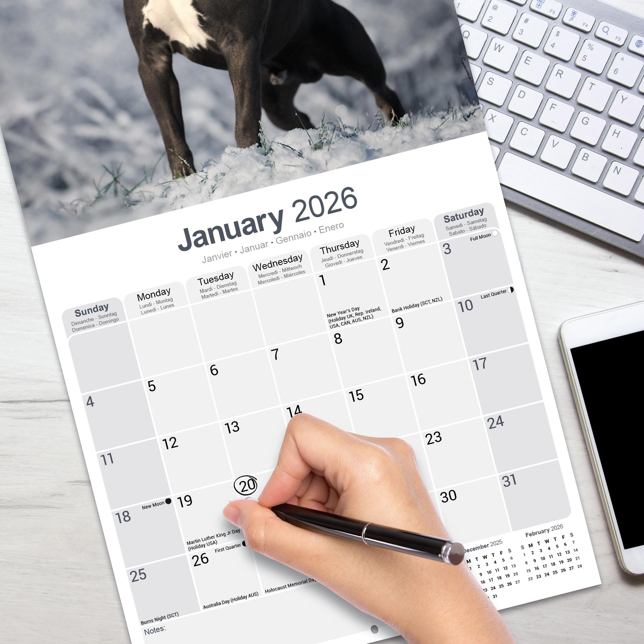 American Staffordshire Terrier 2026 Wall Calendar - Online Only