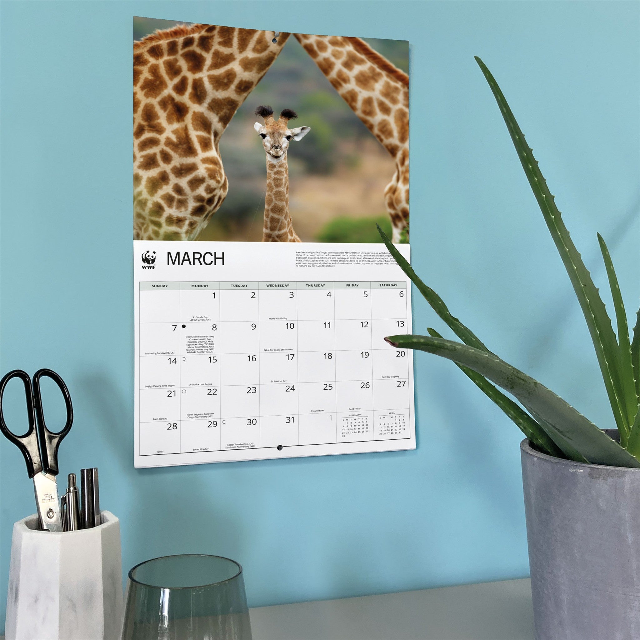 Calendrier mural 2027 WWF Girafes