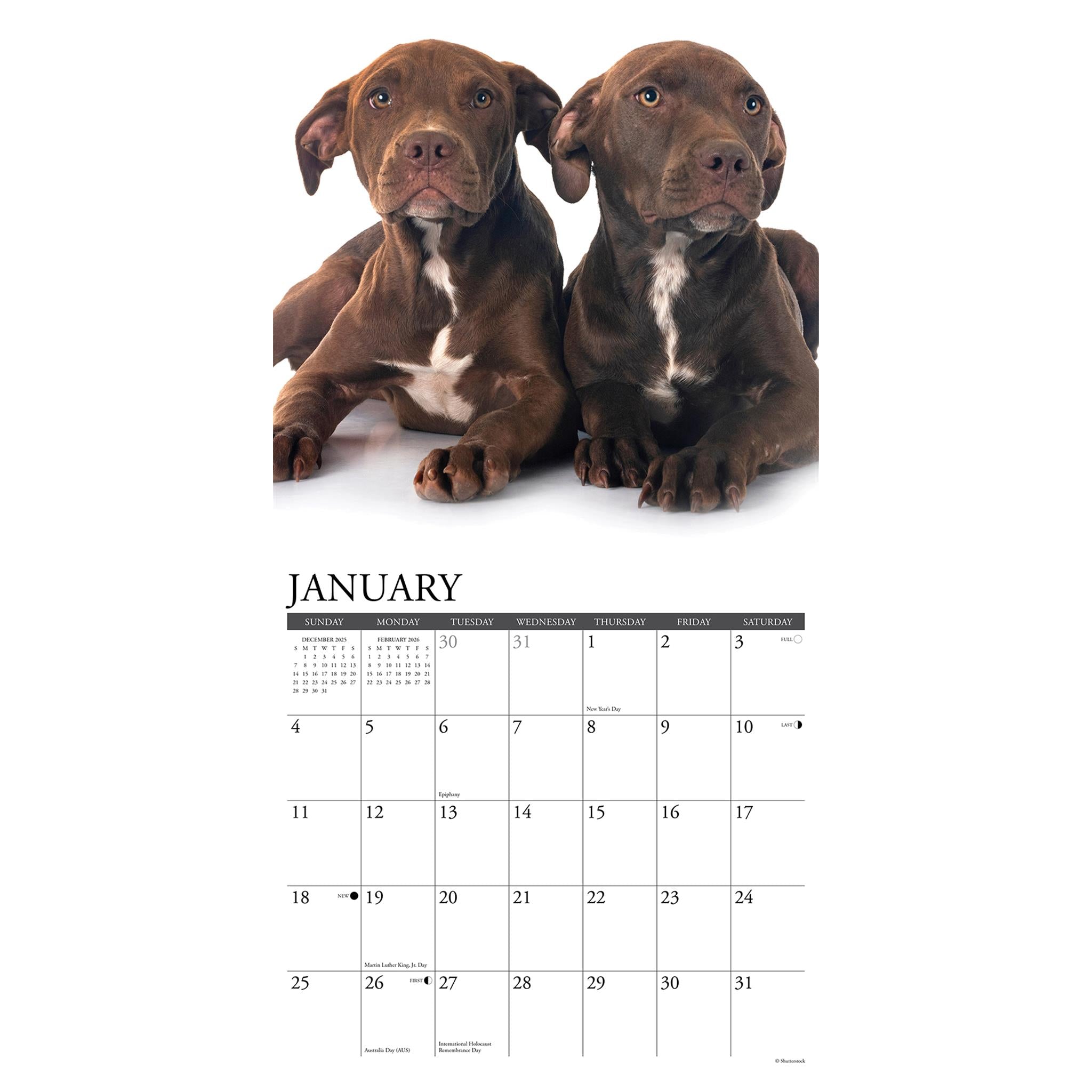 Calendrier mural 2026 « Chiots American Pit Bull Terrier » - Disponible uniquement en ligne