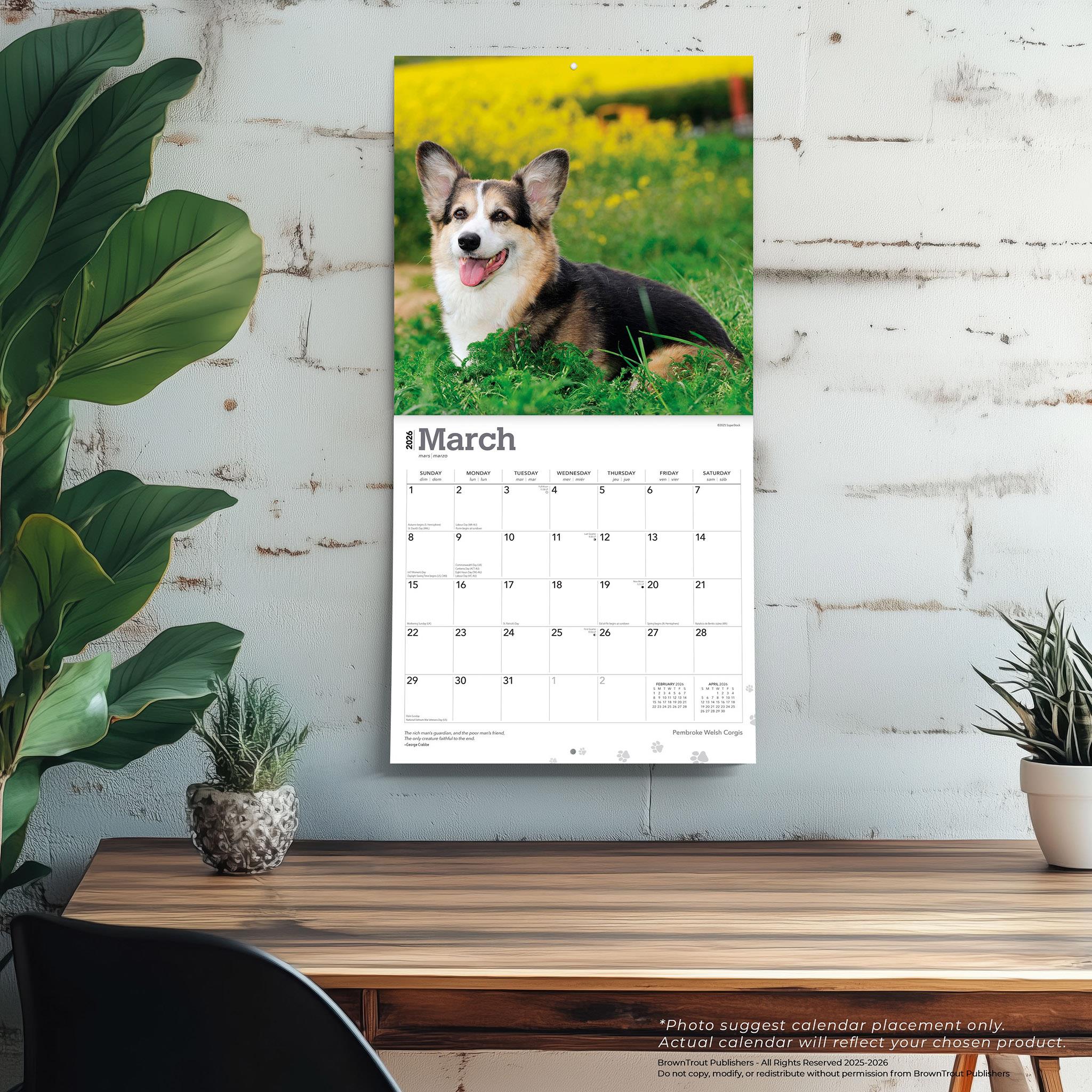 Calendrier mural 2026 Welsh Corgis Pembroke - Disponible uniquement en ligne