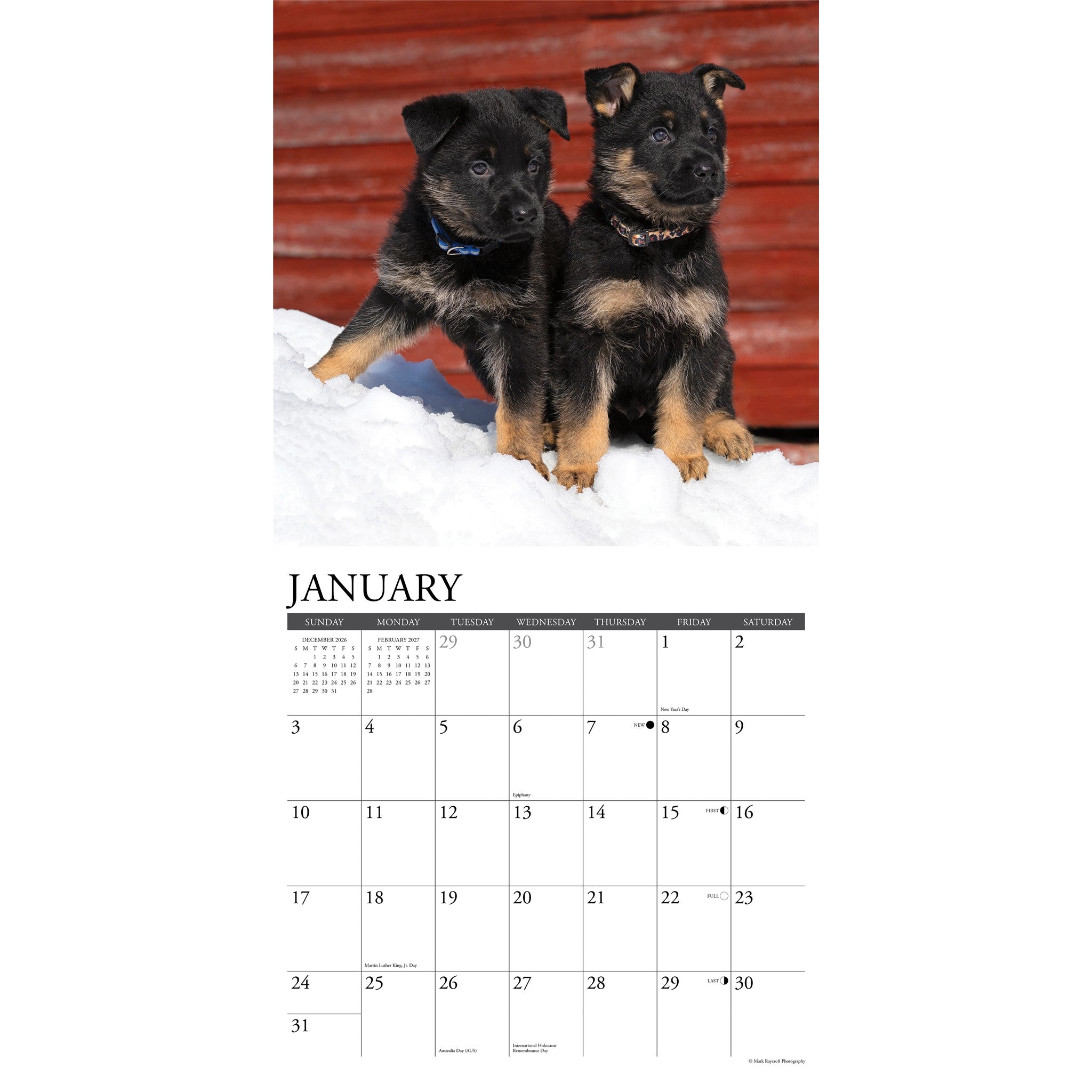 German Shepherd Puppies 2027 Wall Calendar