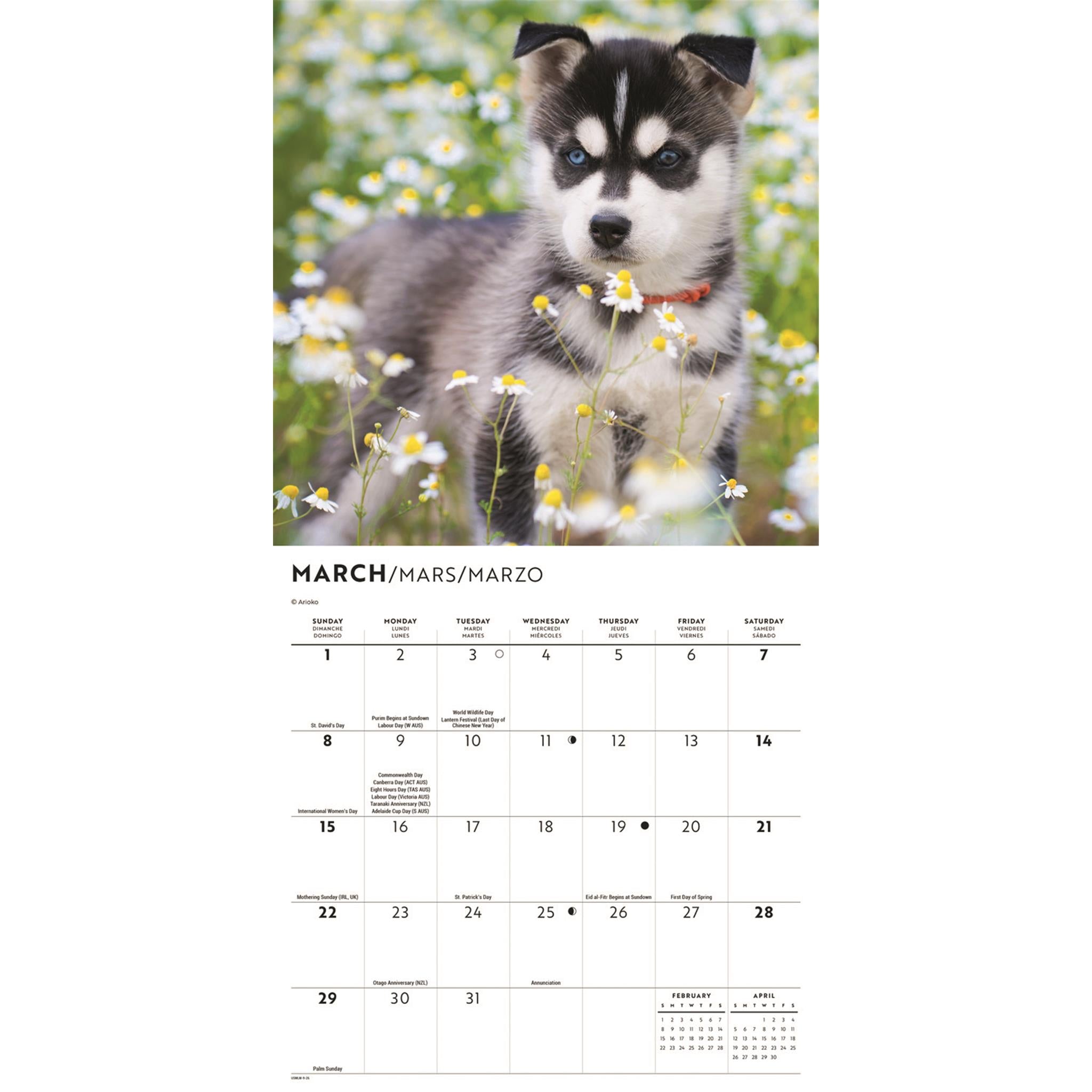 Mini calendrier 2026 des chiots Husky de Sibérie