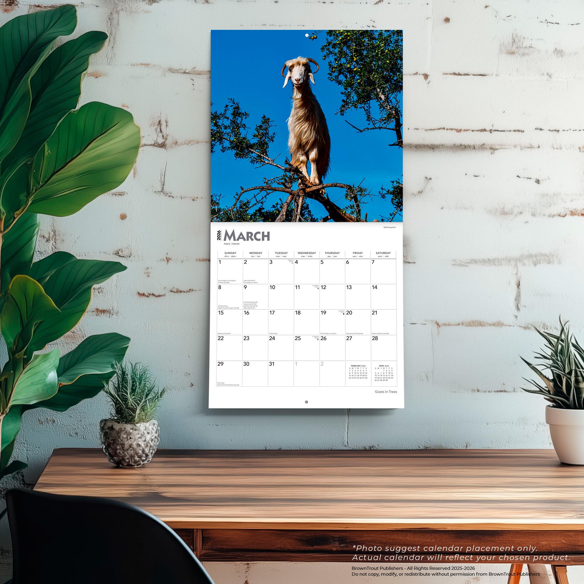 Calendrier mural Chèvres dans les arbres 2026