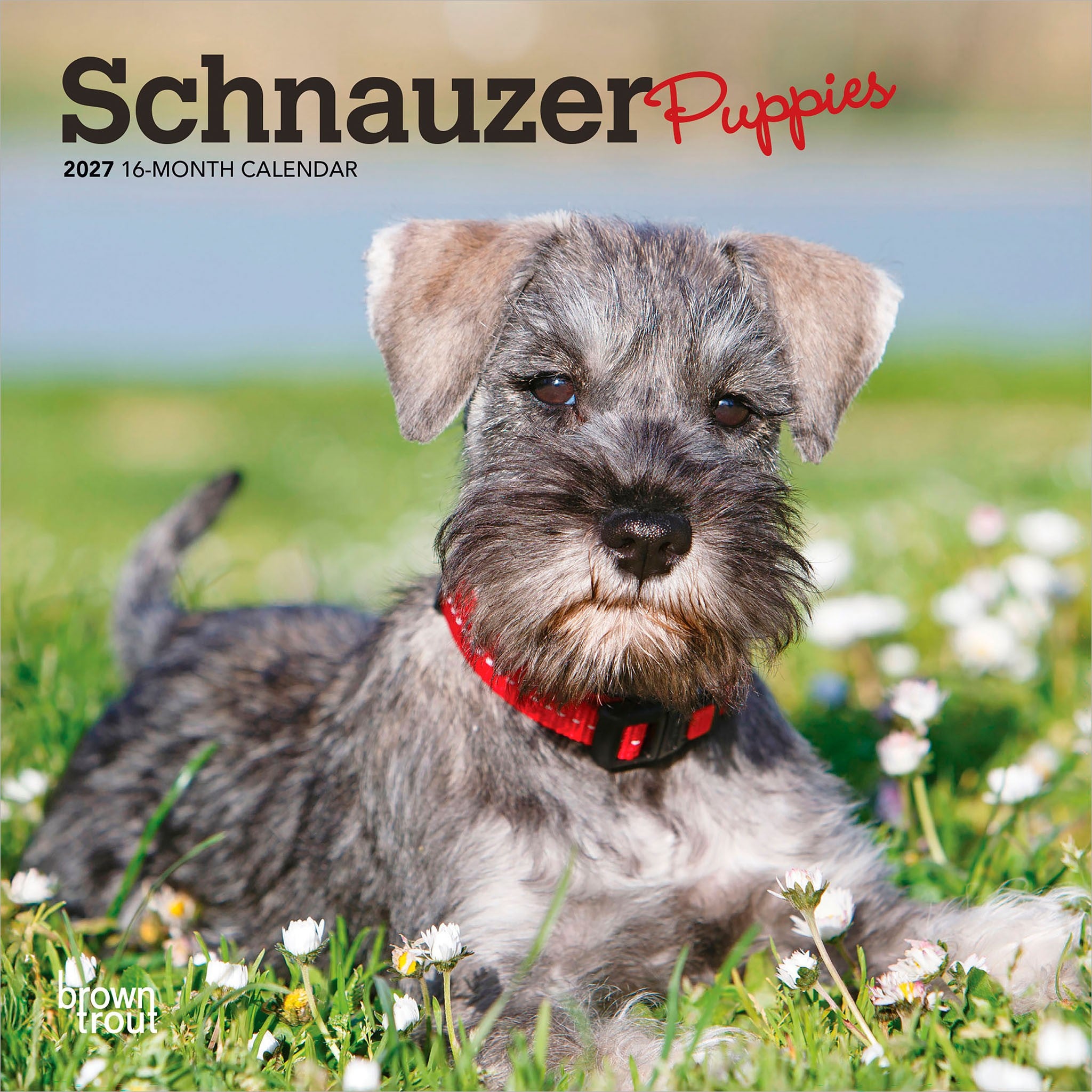 Schnauzer Puppies 2027 Mini Calendar