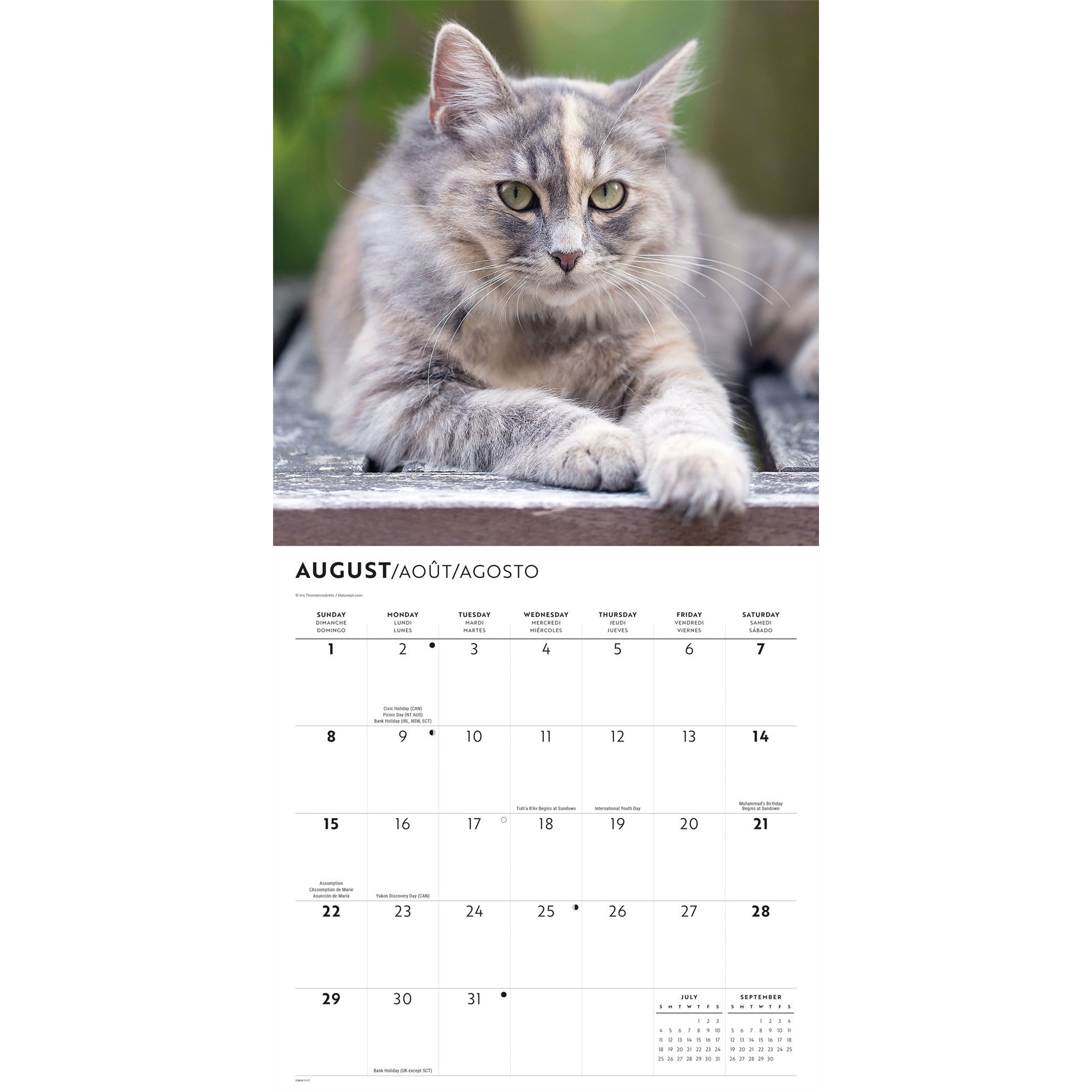 Calendrier mural L'Amour des chats 2027