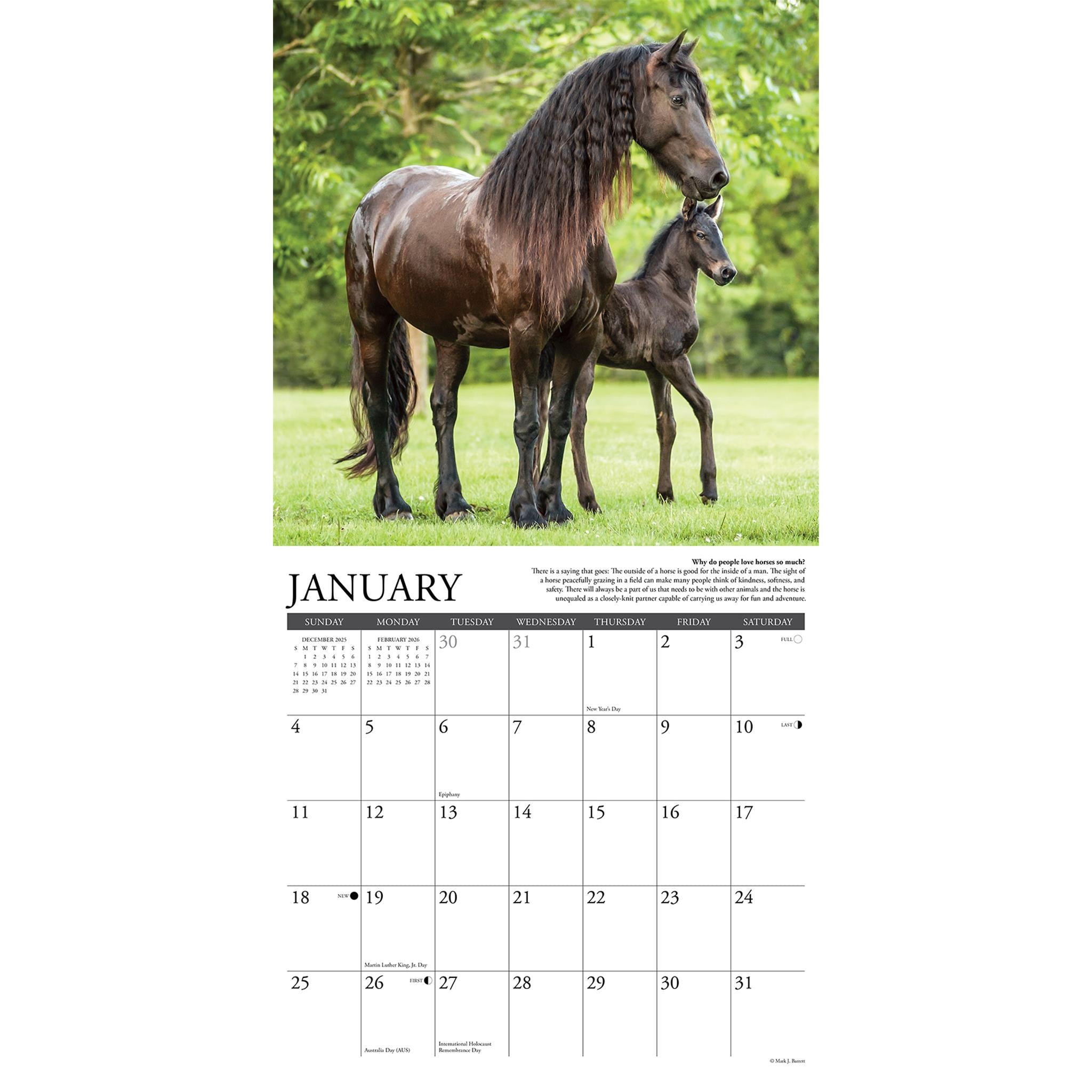 Why Horses Do That 2026 Wall Calendar
