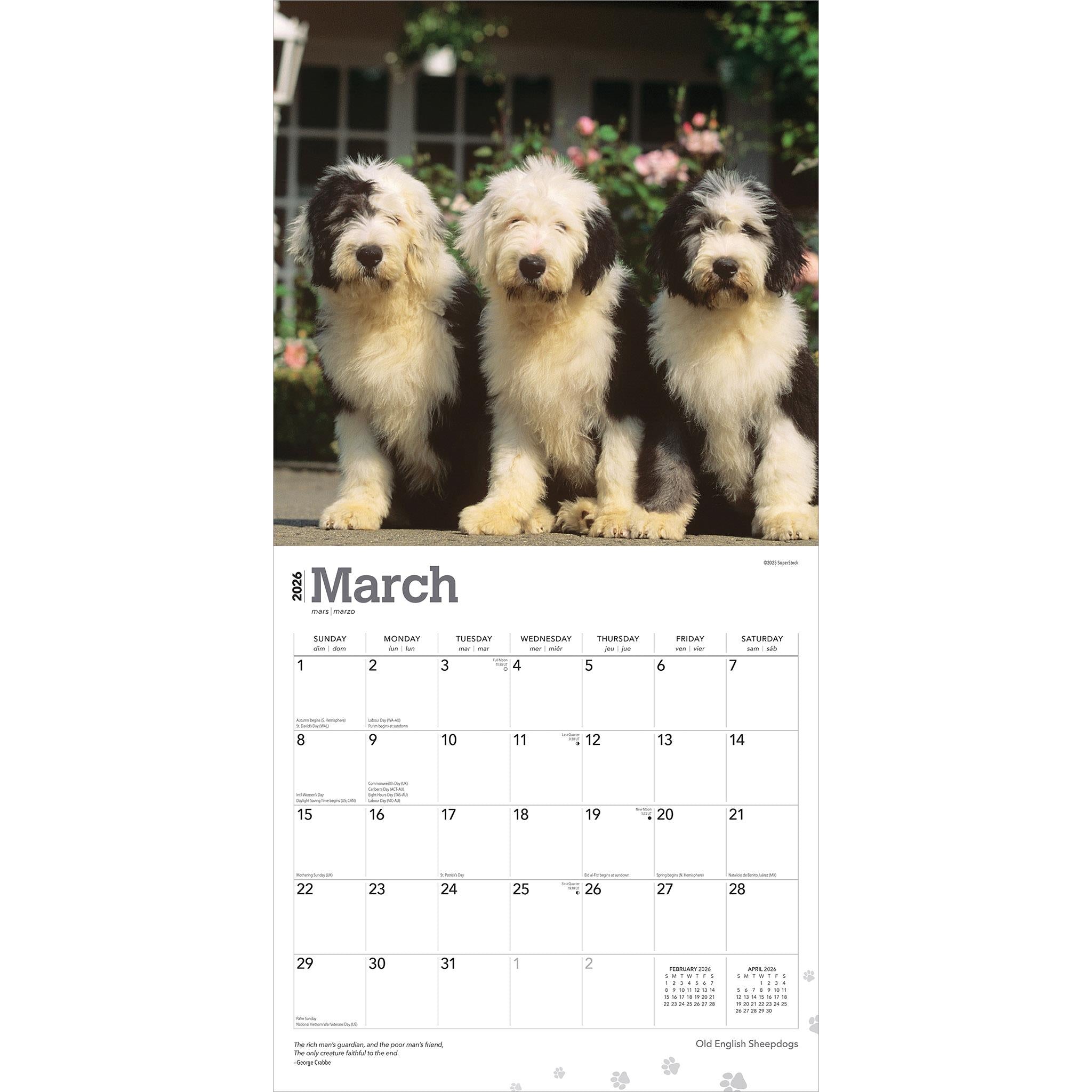 Old English Sheepdogs 2026 Wall Calendar